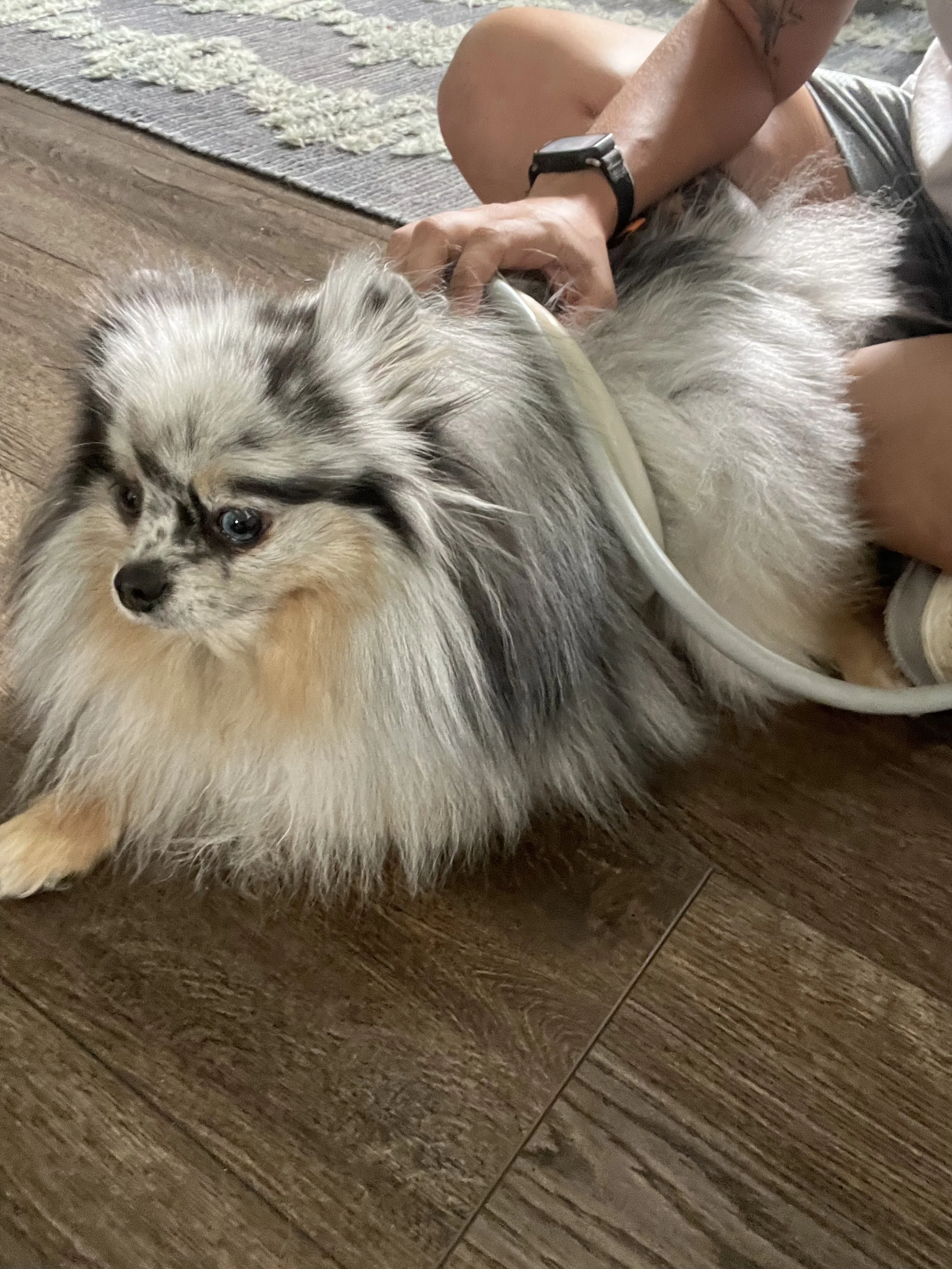 A person lying on the floor giving a small, fluffy dog with long, multicolored fur, PEMF treatment.