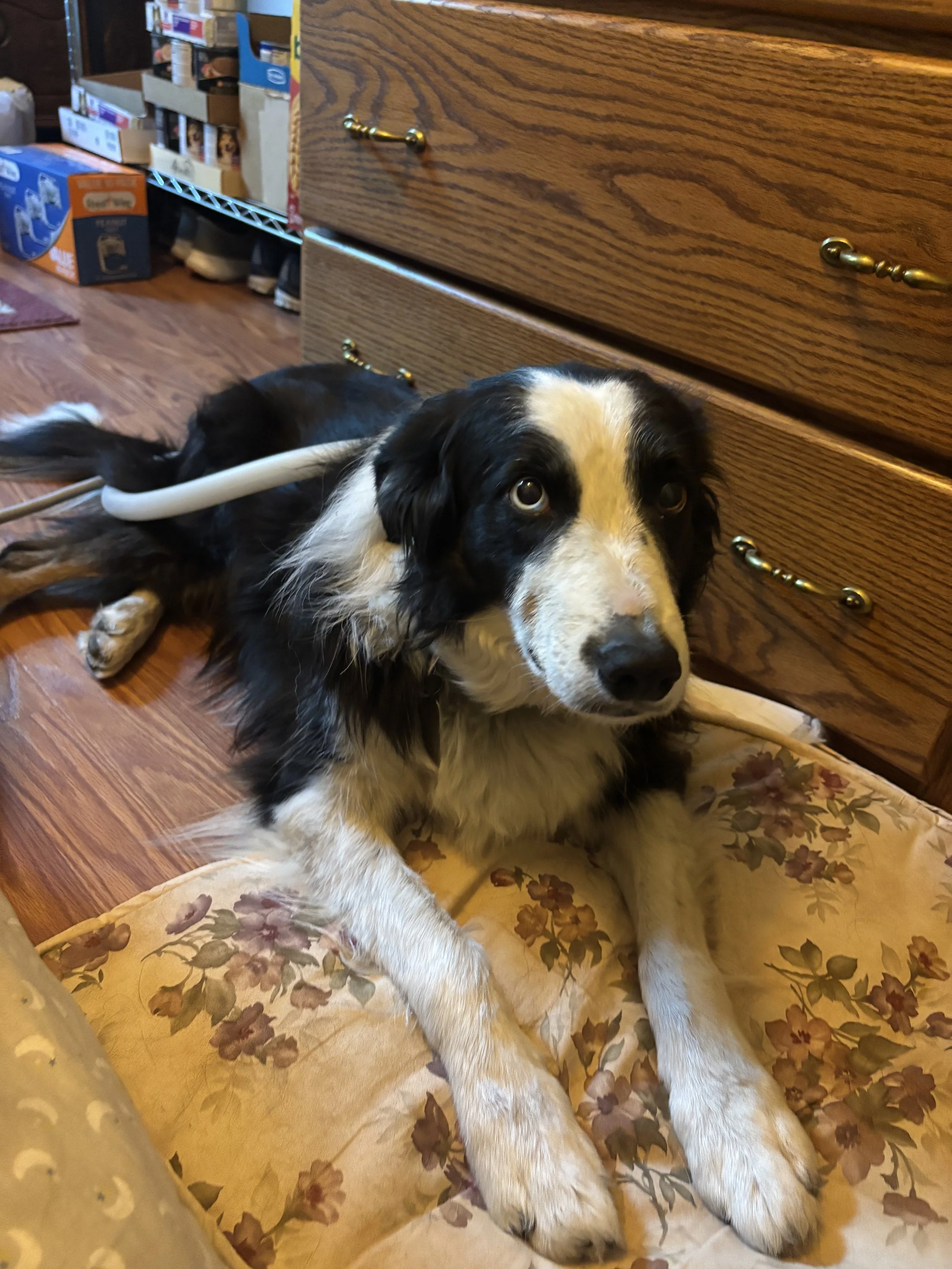 A black and white dog lying on a floral-patterned bed or cushion, with its head on the floor, next to a wooden dresser with gold handles, and in a room with hardwood floors and shelves of stored items. The dog is receiving PEMF treatment.