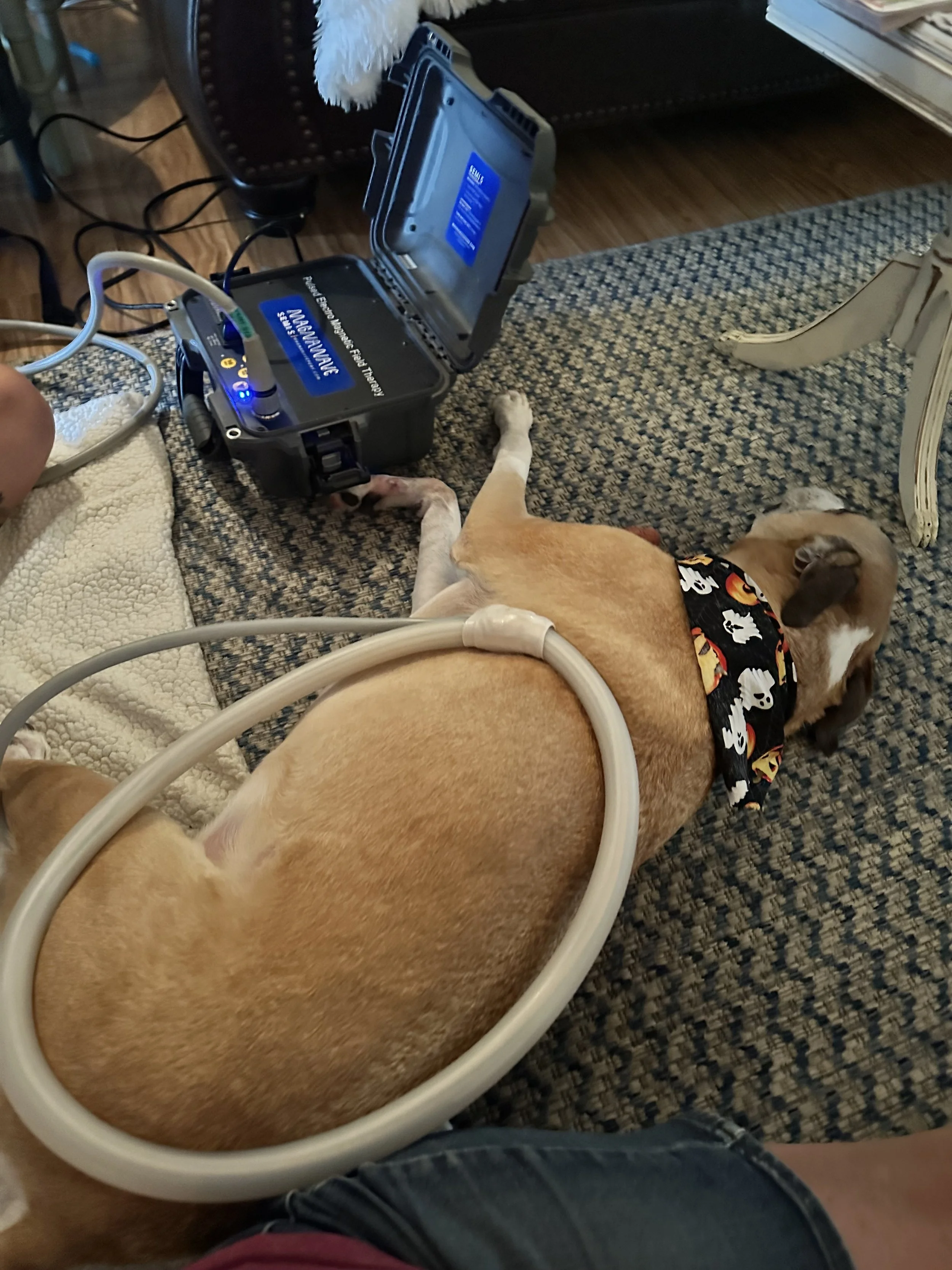 A dog lying on a carpet receiving PEMF therapy.