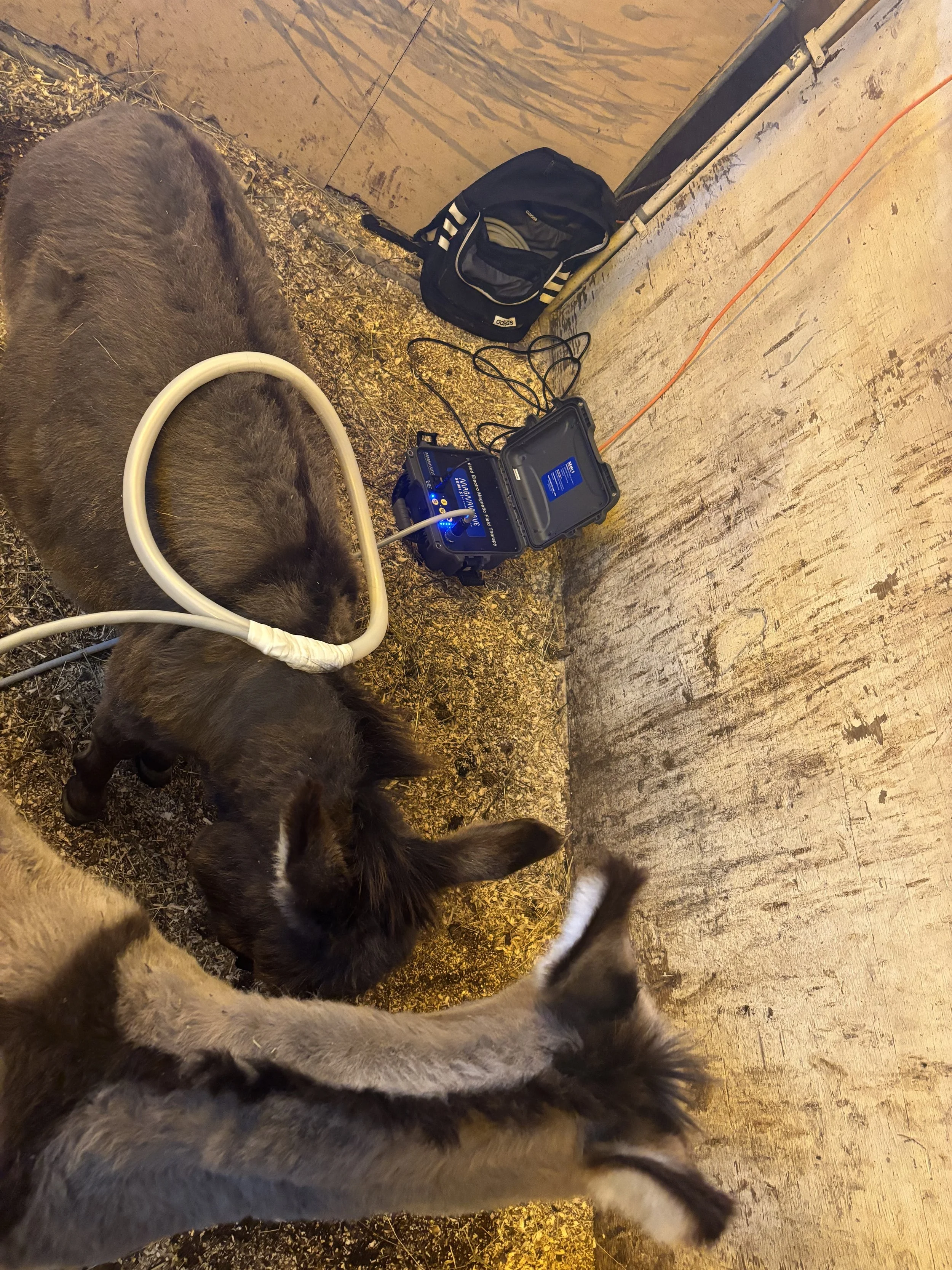 A donkey receiving PEMF treatment in a barn with farm equipment and bags nearby.
