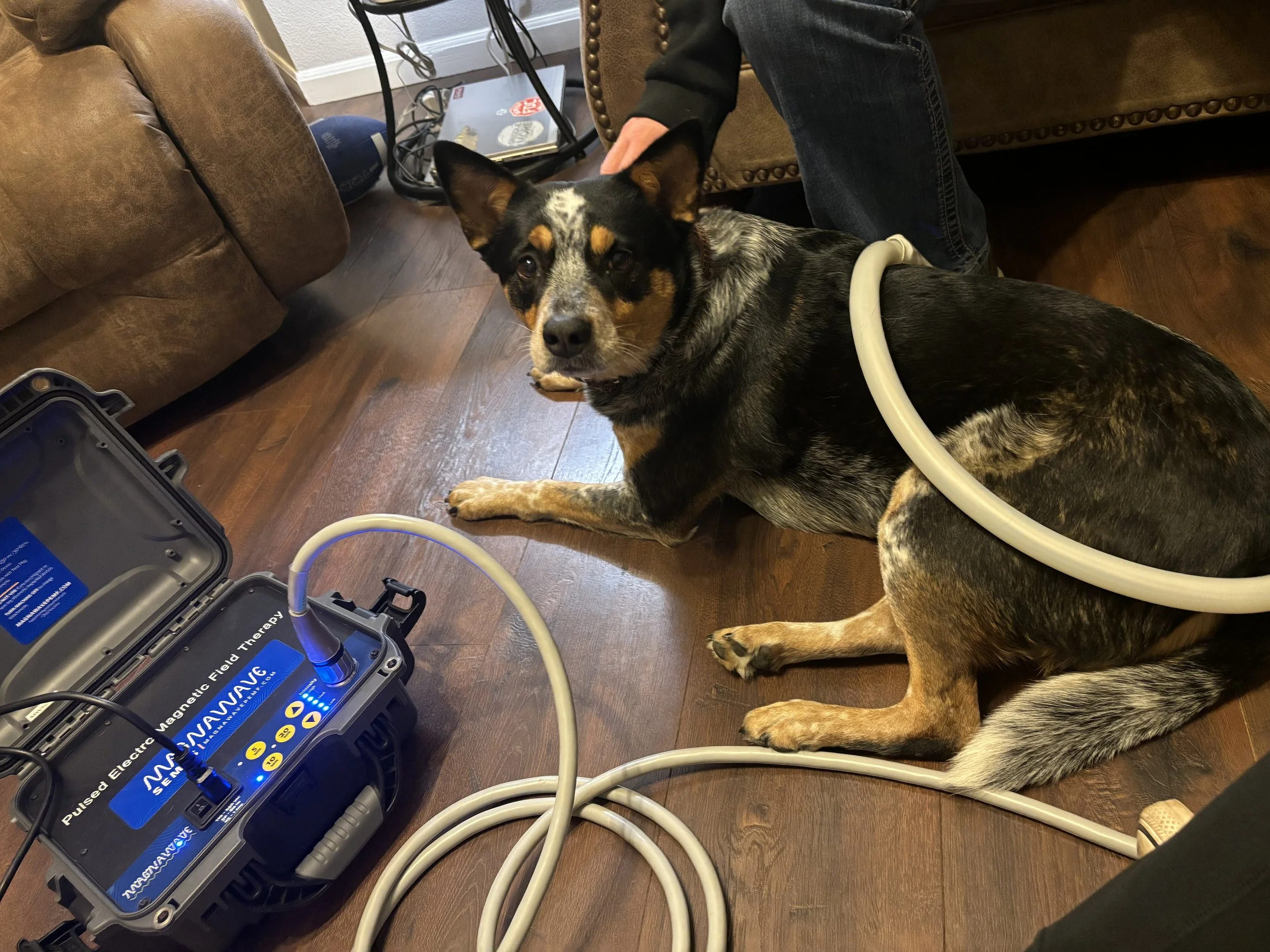 A dog sitting on a hardwood floor connected to a pulsed electric field therapy device with tubes on its body, inside a living room with couches and a small table.
