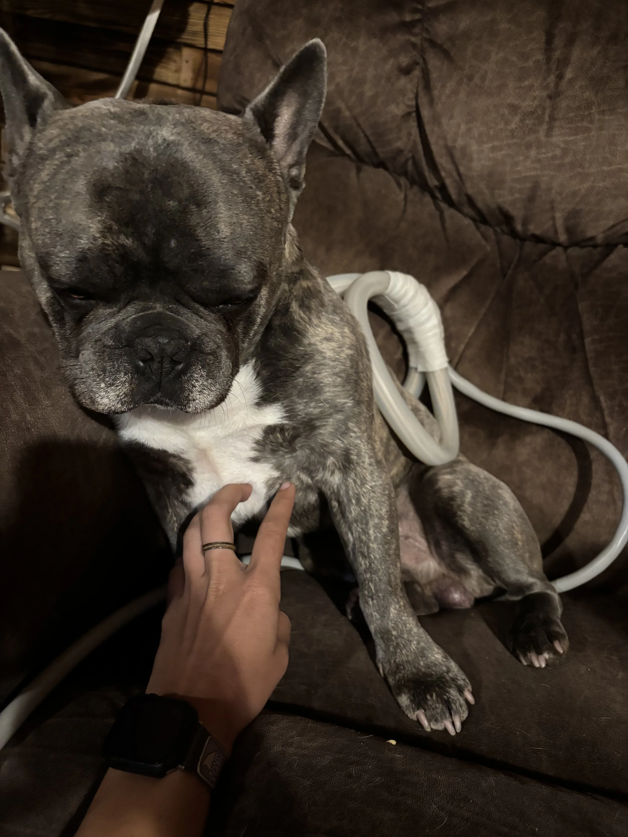 A brindle French Bulldog sitting on a brown couch with a person’s hand giving it a gentle touch on its chest, receiving PEMF therapy.