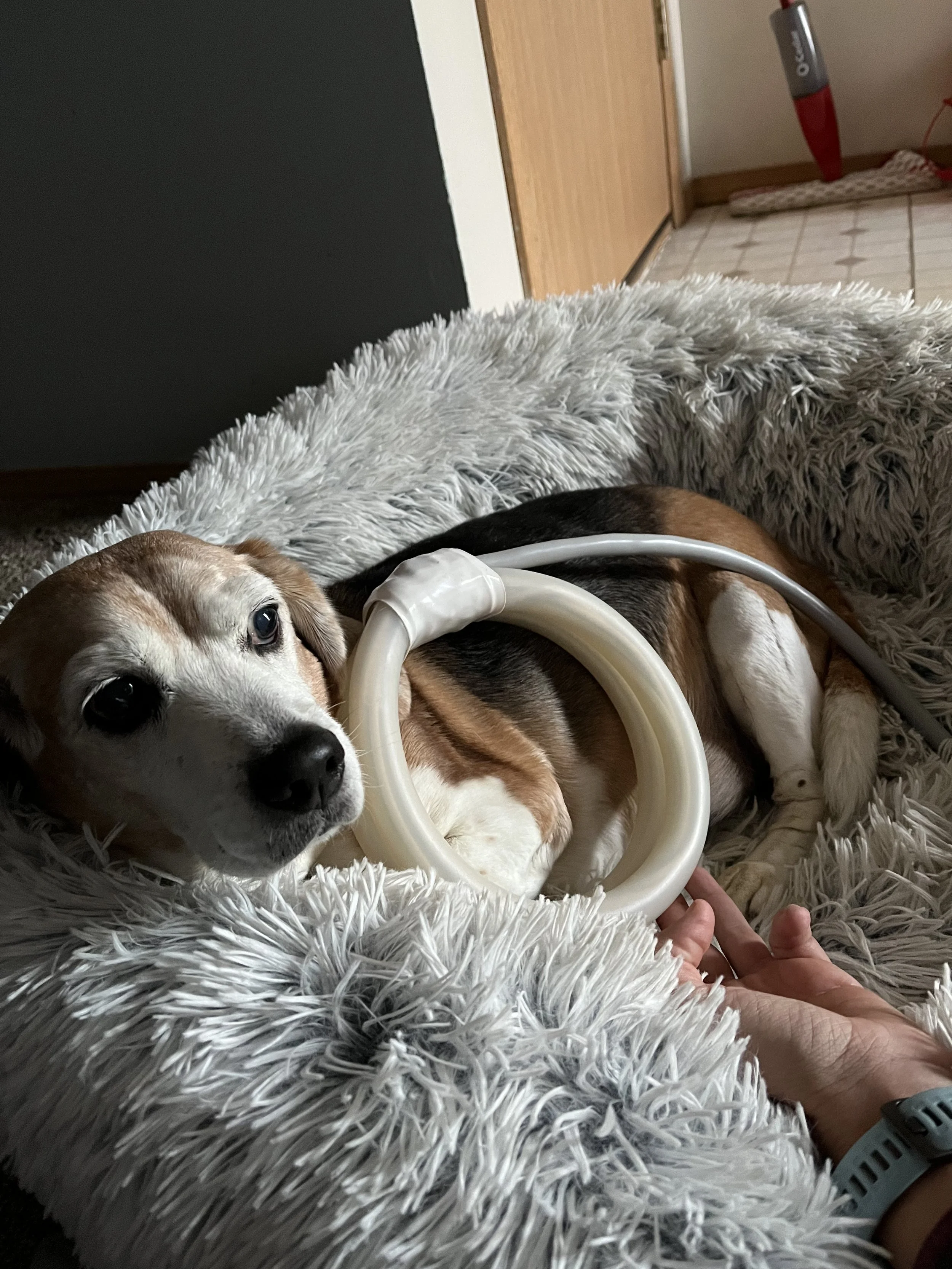 A dog lying on a fluffy blanket receiving PEMF treatment, looking at the camera.