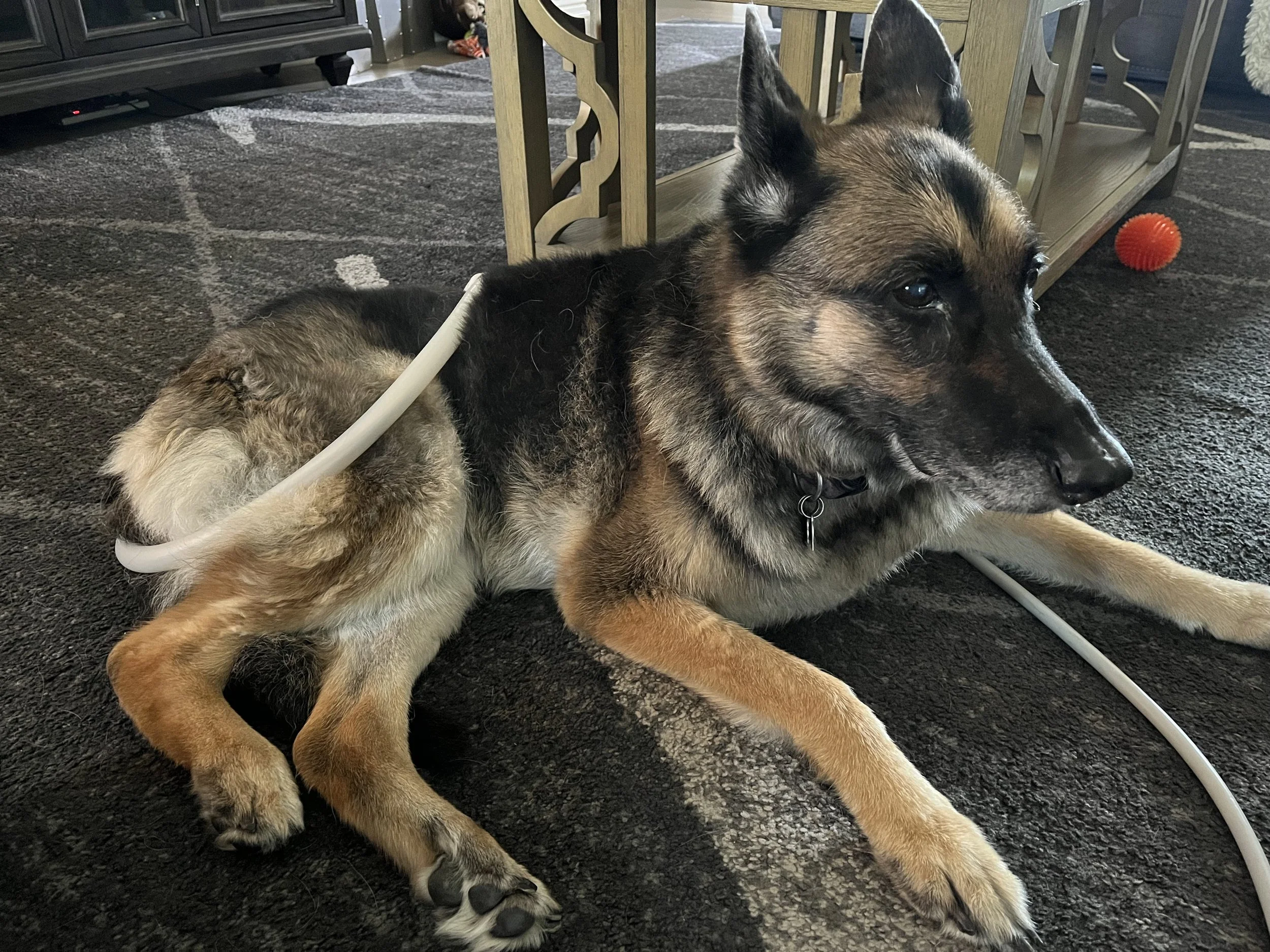 A dog lying on the carpet receiving PEMF treatment, resting indoors.