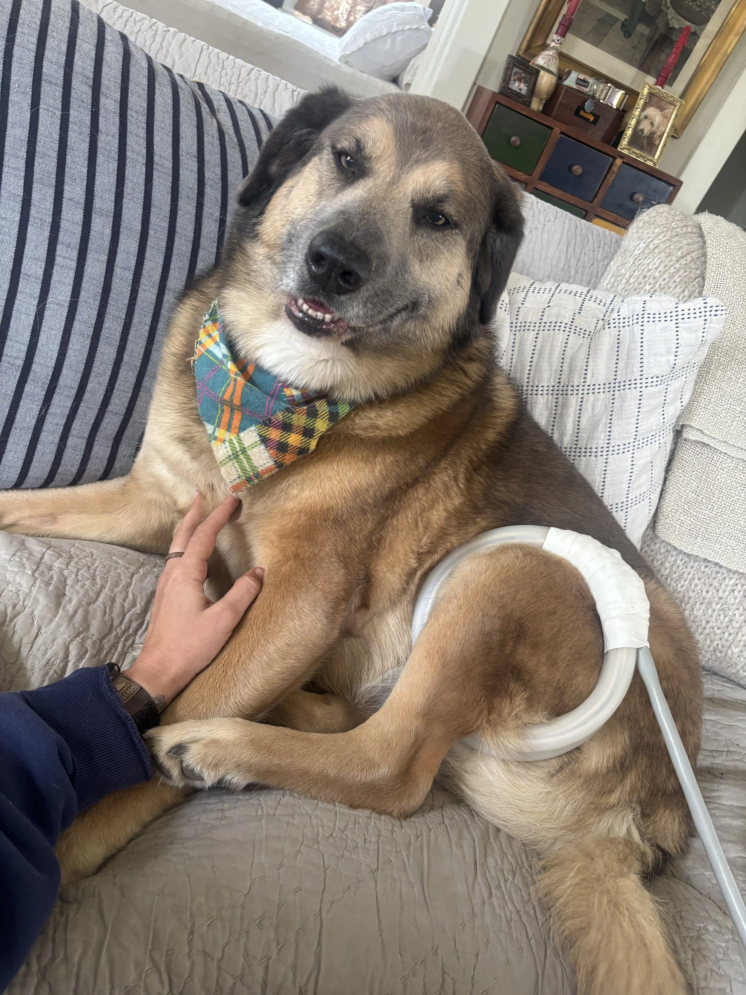 A large dog with a colorful bandana sitting on a couch, receiving PEMF therapy on its hind leg, and a person petting its front leg.