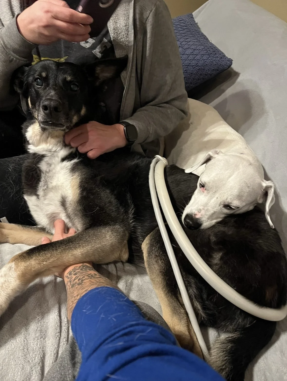 A person is holding a small black and tan dog while three larger dogs are lying on a couch. The dogs are all resting or relaxed. One is receiving PEMF therapy.
