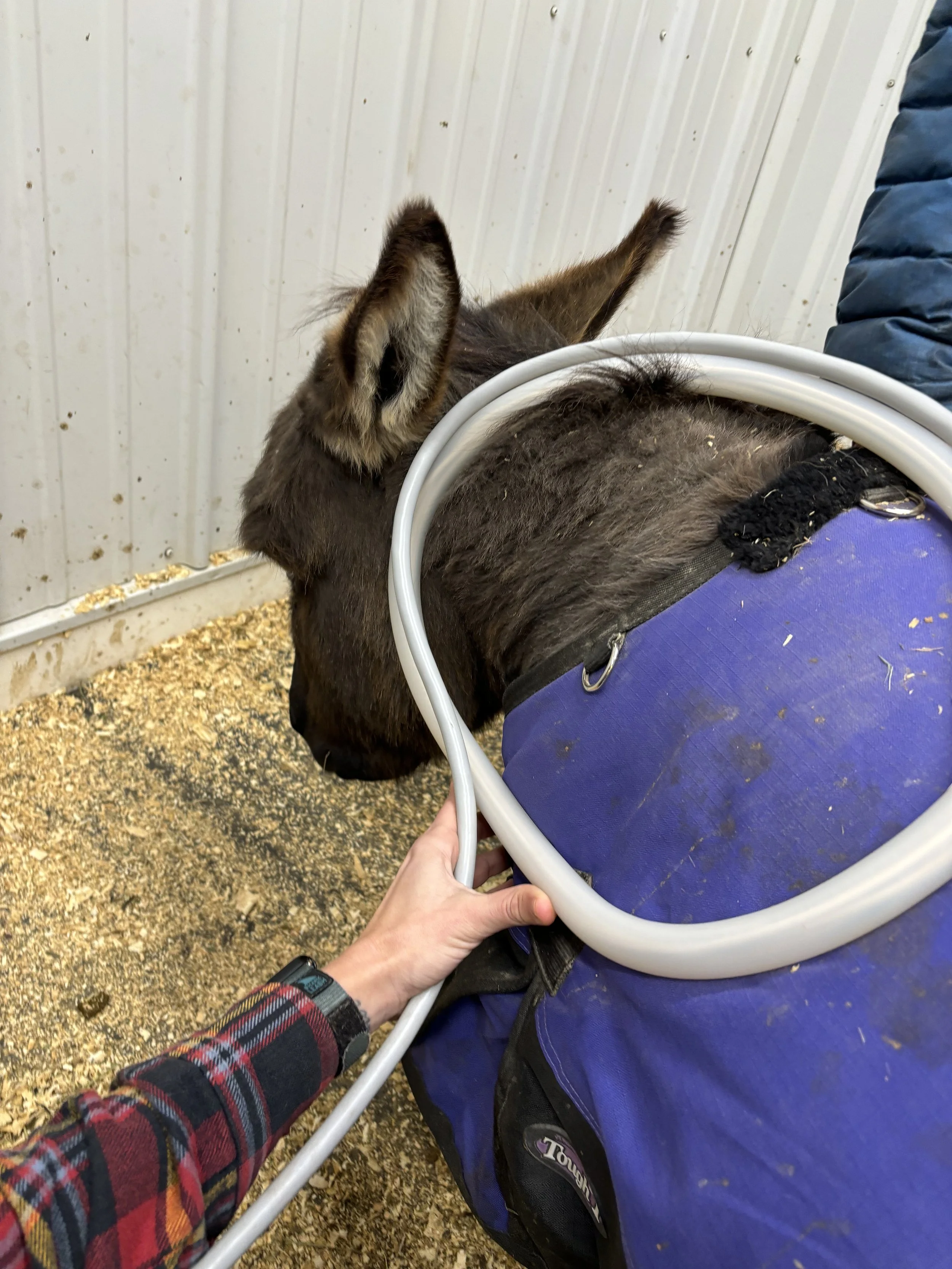A person holding a PEMF device near a dark brown donkey inside a stable with wood-paneled walls and bedding on the ground.