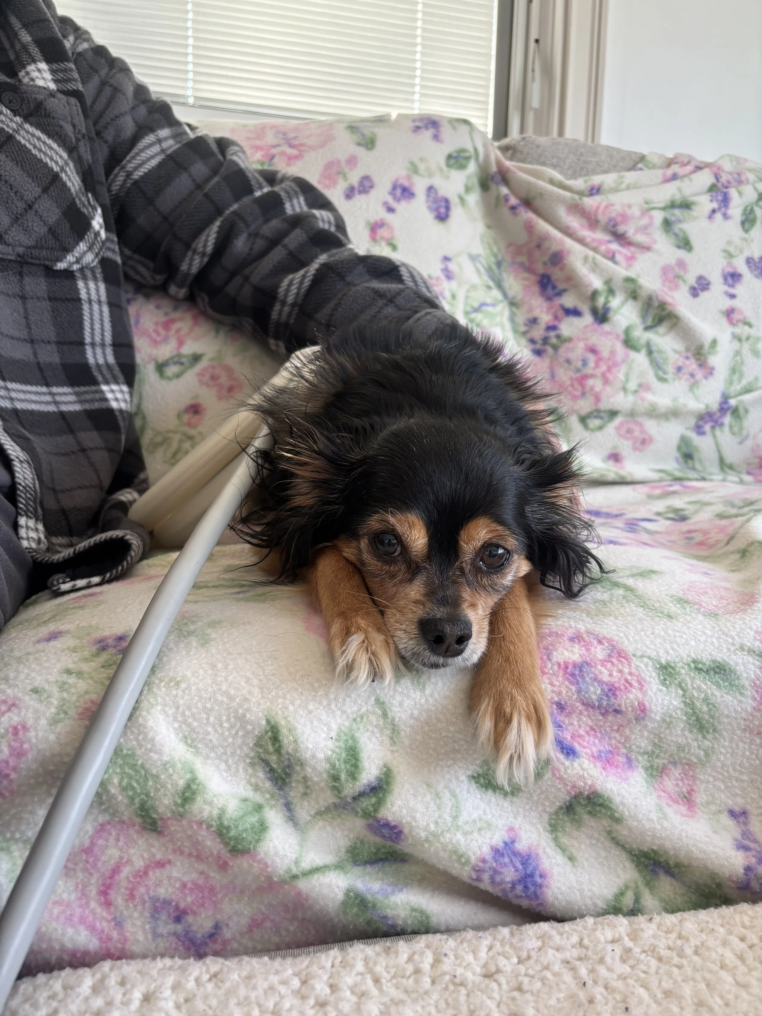 A small black and brown dog lying on a floral blanket on a sofa, resting its head on its paws, receiving PEMF therapy.