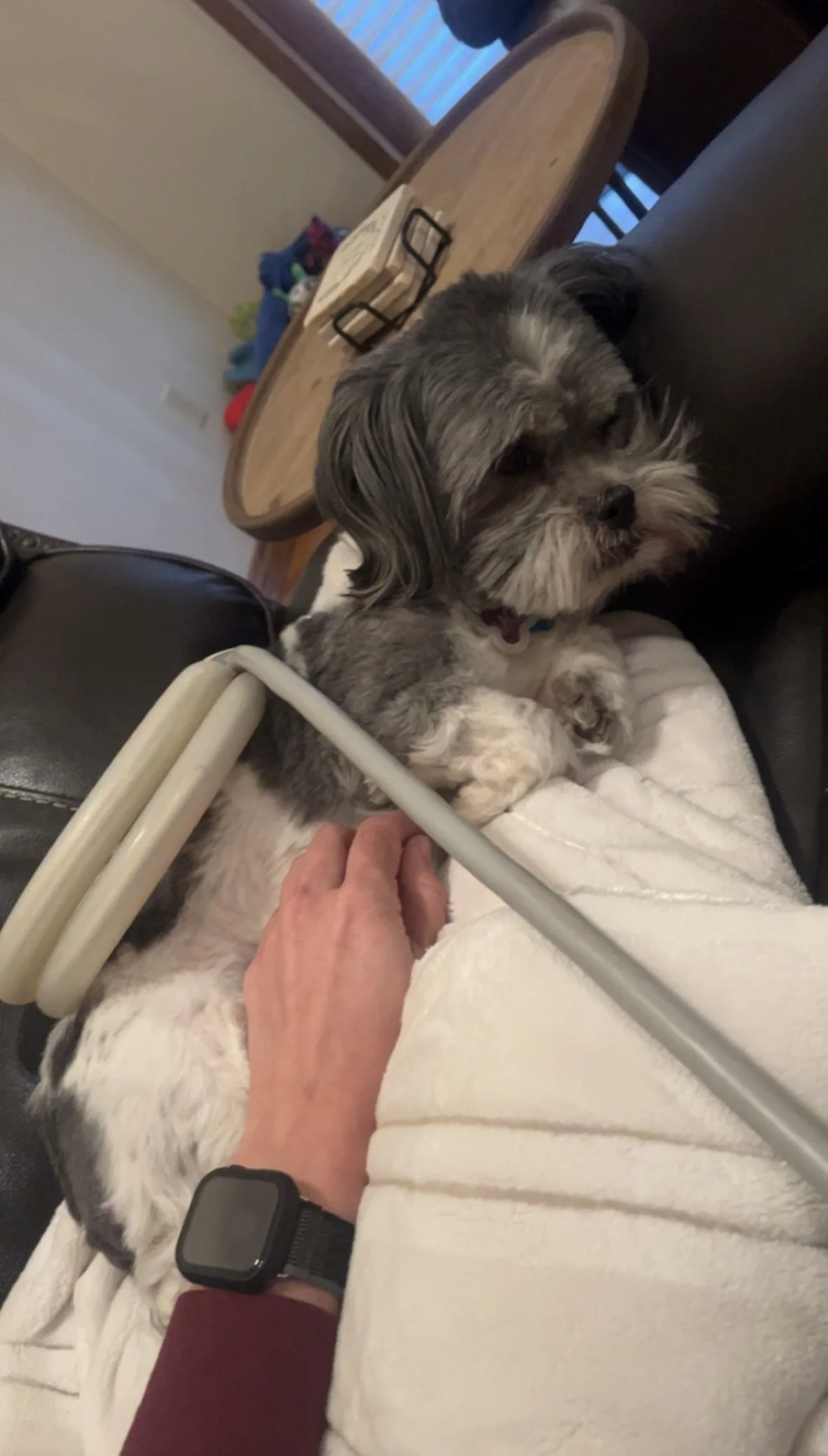 A person petting a small black and white dog sitting on their lap, with a wooden table and chairs in the background receiving PEMF therapy.