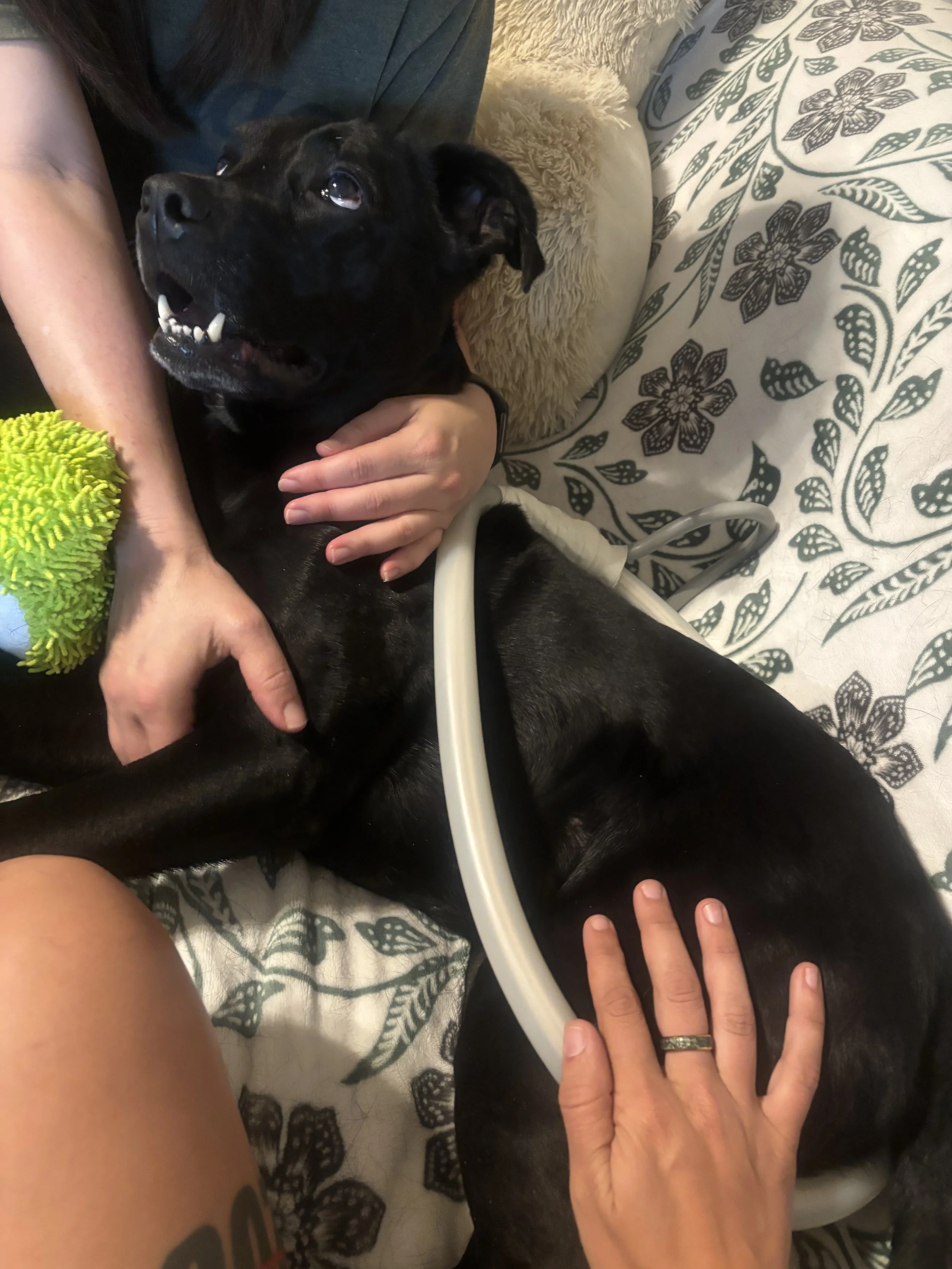 A black dog lying on a bed with a white and floral patterned blanket, surrounded by people gently petting it. The dog appears to be relaxed and looking upward. The dog is receiving PEMF therapy.