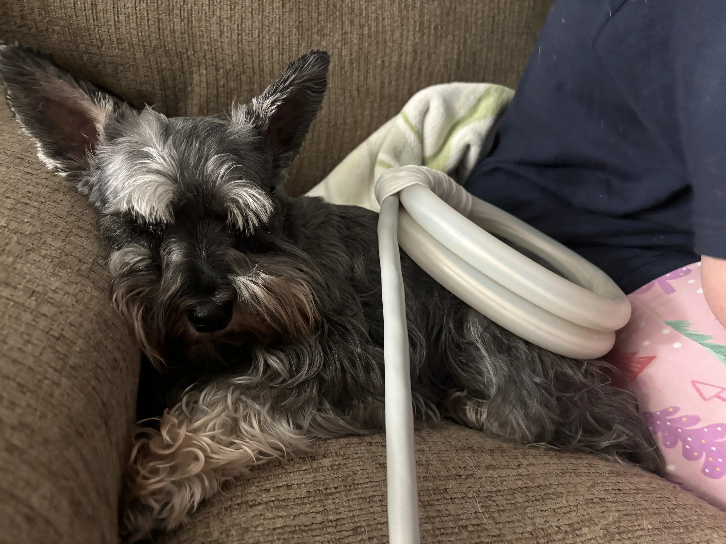 Gray and black Schnauzer dog lying on a brown couch with closed eyes, receiving PEMF treatment, next to a person wearing dark blue pants and pink pajama pants with butterfly prints.