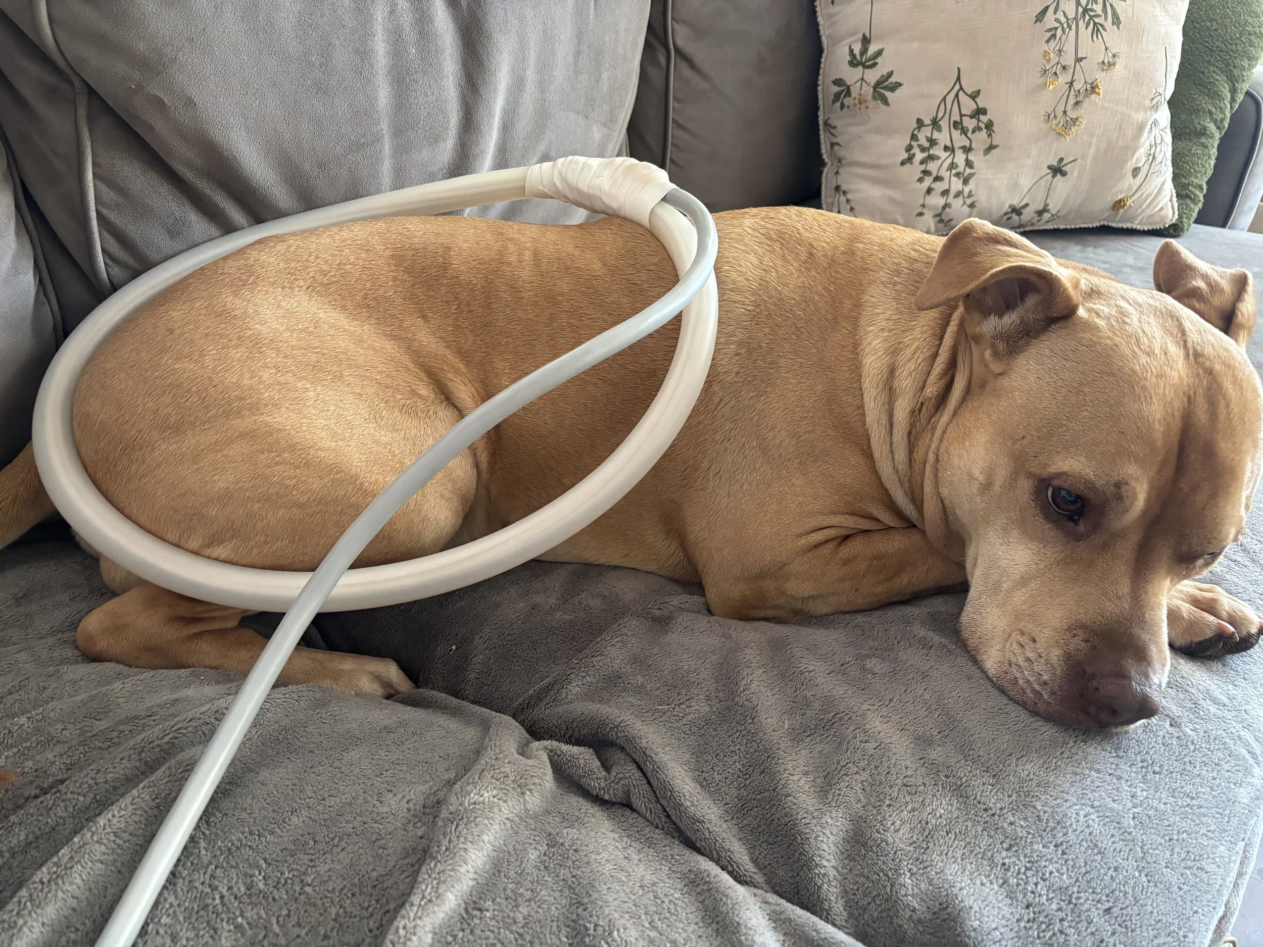 A brown dog receiving PEMF therapy on a gray blanket on a gray couch.