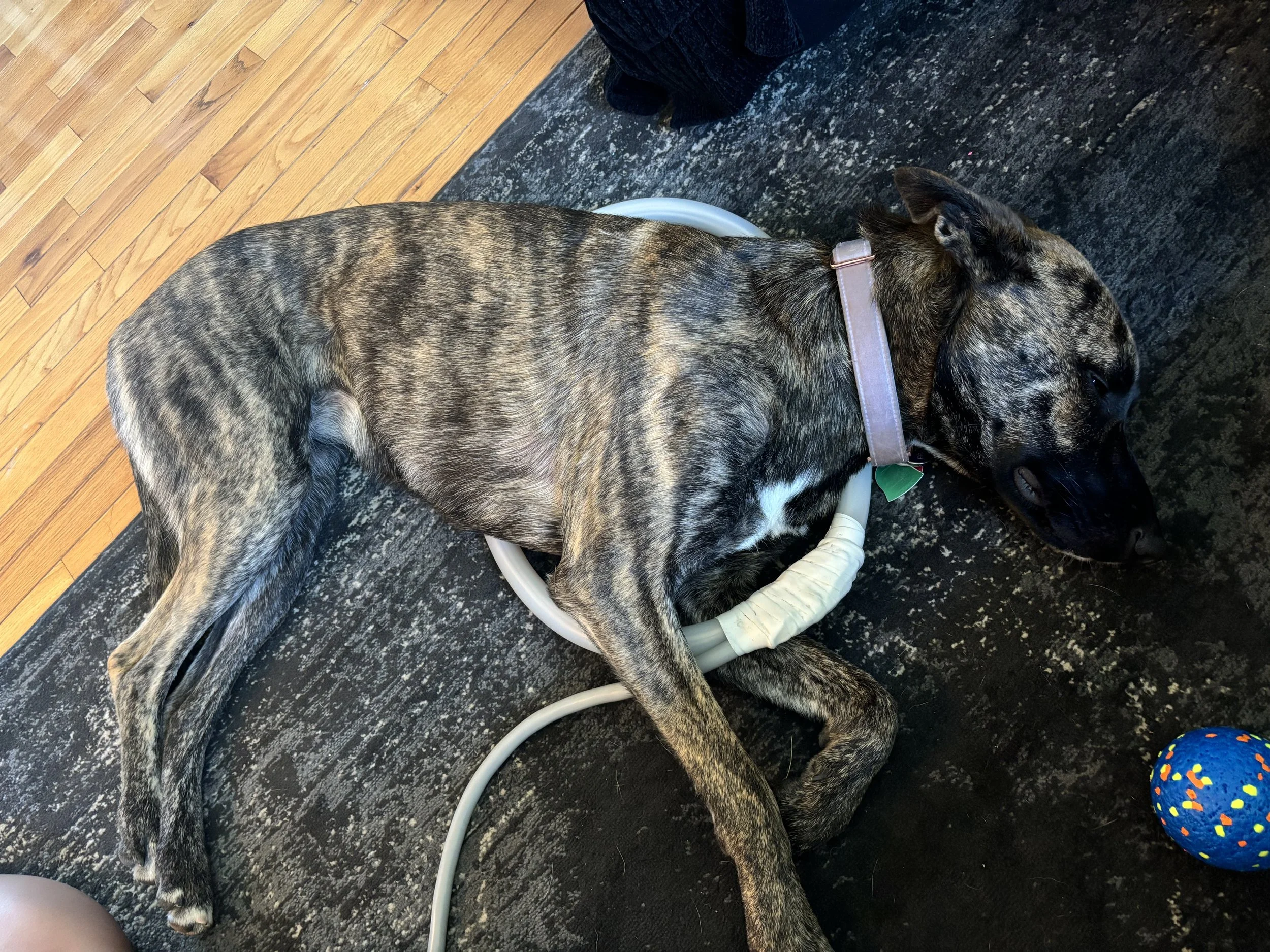 A brindle-colored dog lying on a black and gray rug with a pink collar, sleeping with its head on the floor and a colorful blue ball nearby. It is receiving PEMF treatment.