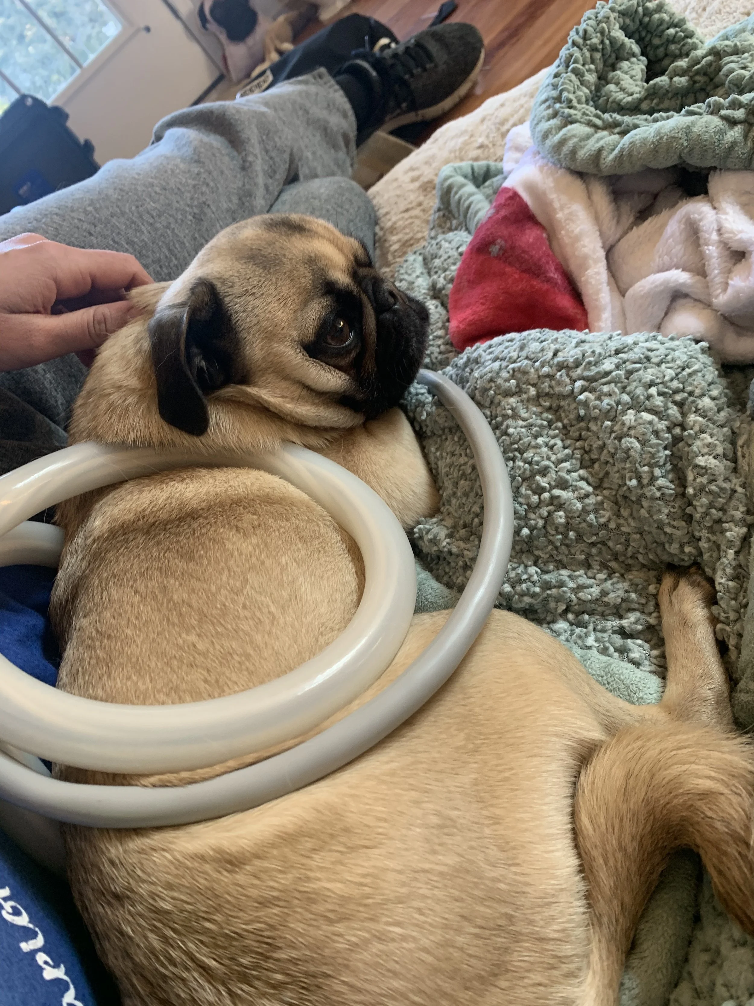 A small pug dog lying on a person's lap, surrounded by blankets, with a hand petting its head, receiving PEMF therapy.