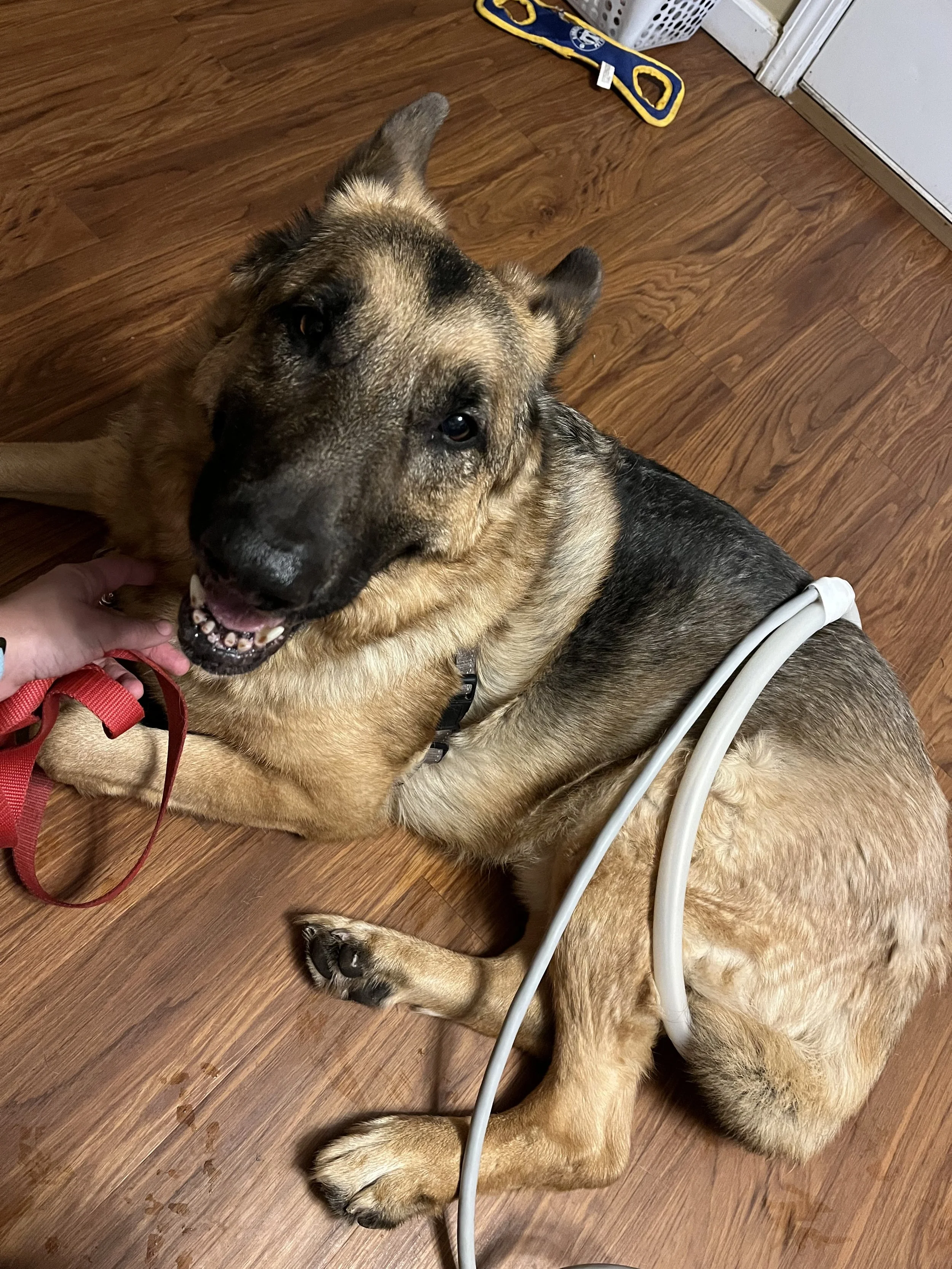 A German Shepherd dog lying on a wooden floor, looking up at the camera with a happy expression. A person's hand is petting the dog's neck. The dog is receiving PEMF treat. In the background, there is a door and a blue and yellow object on the floor.
