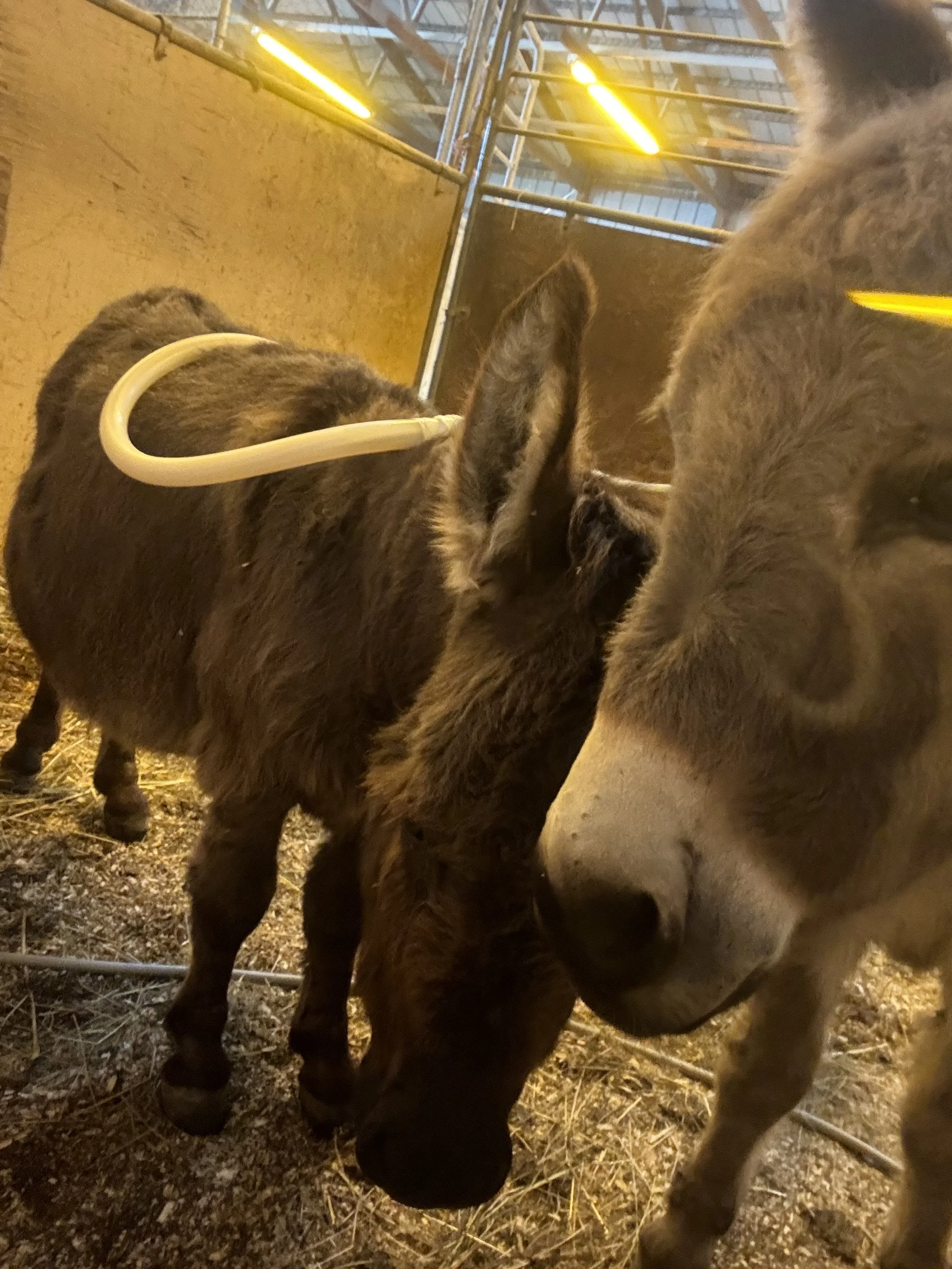 Donkey receiving PEMF machine.