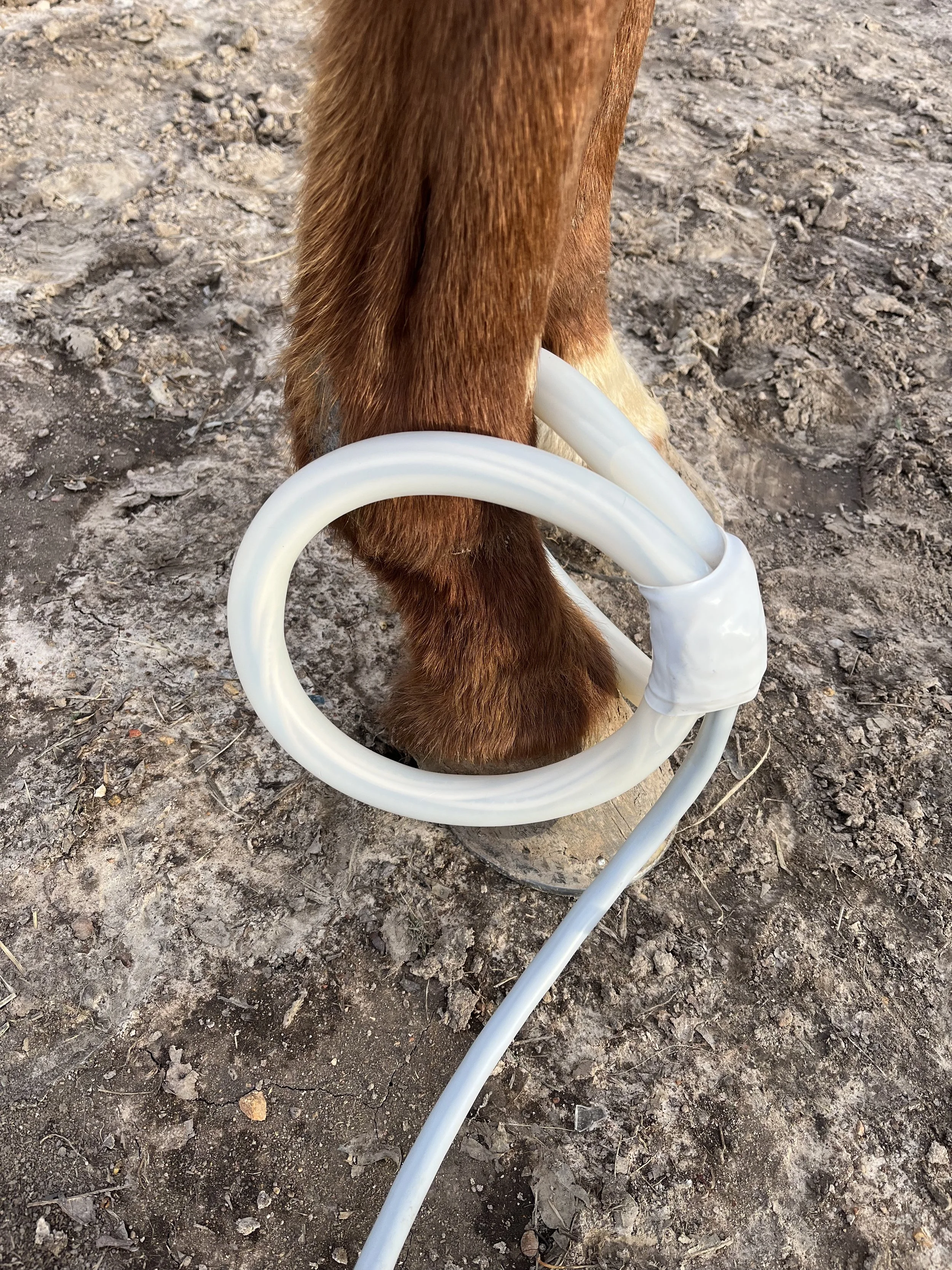 Horse's leg receiving PEMF therapy.