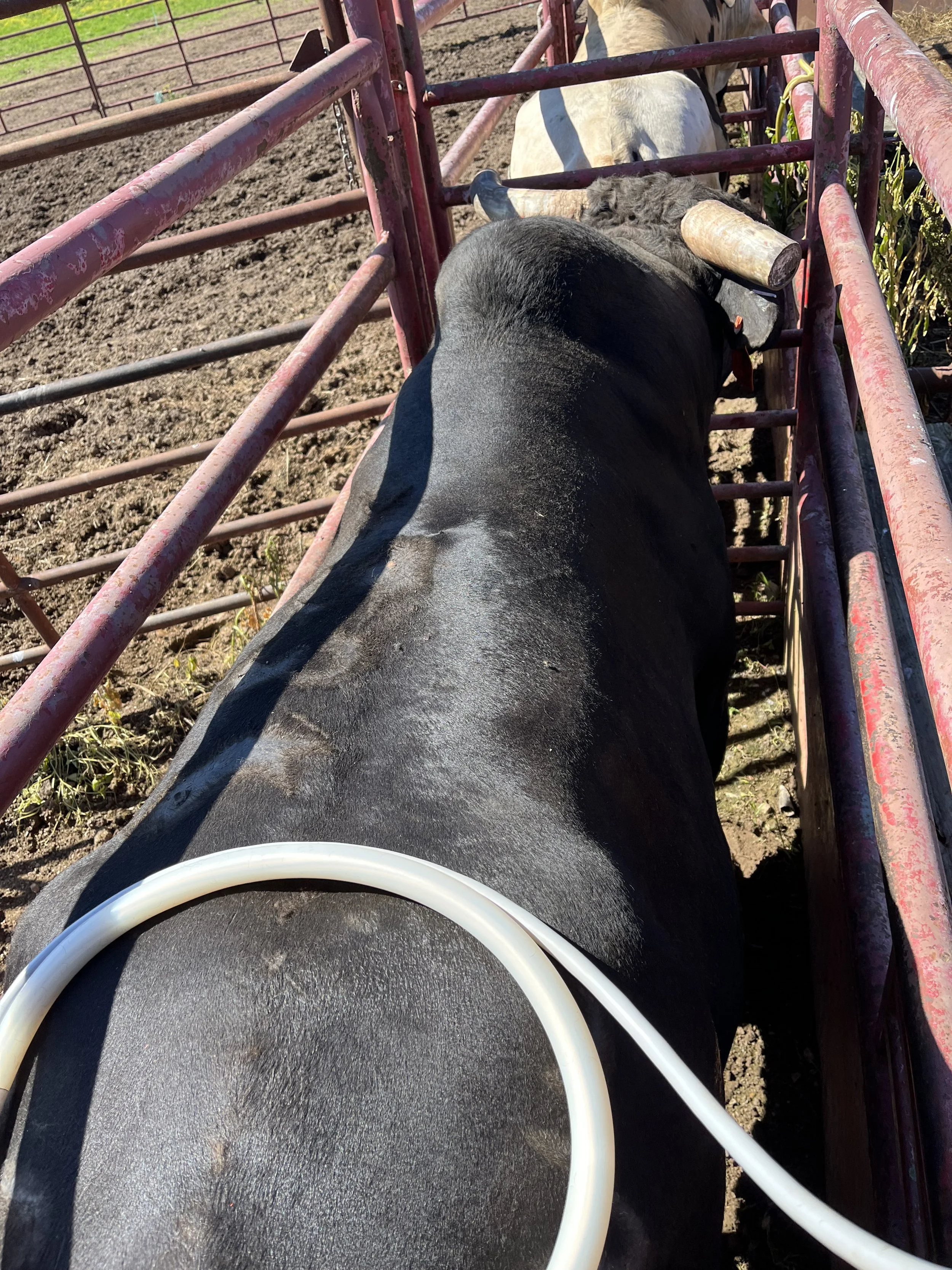 A black cow lying in a cattle chute, with a PEMF machine on its back, on a farm with dirt ground and fencing.