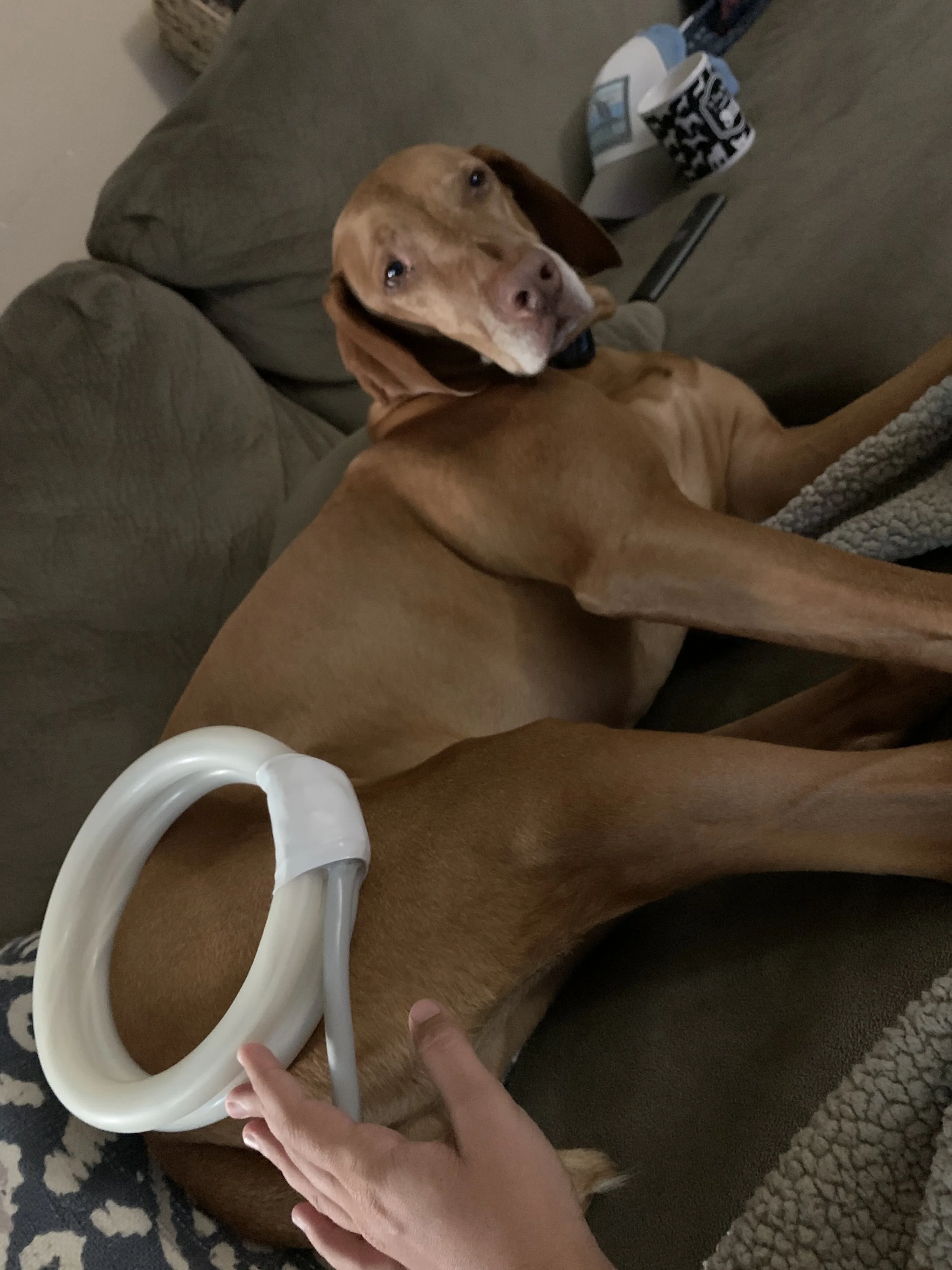 A brown dog lying on a gray sofa receiving PEMF therapy, someone is touching the dog’s side, and there are cups and a remote visible in the background.