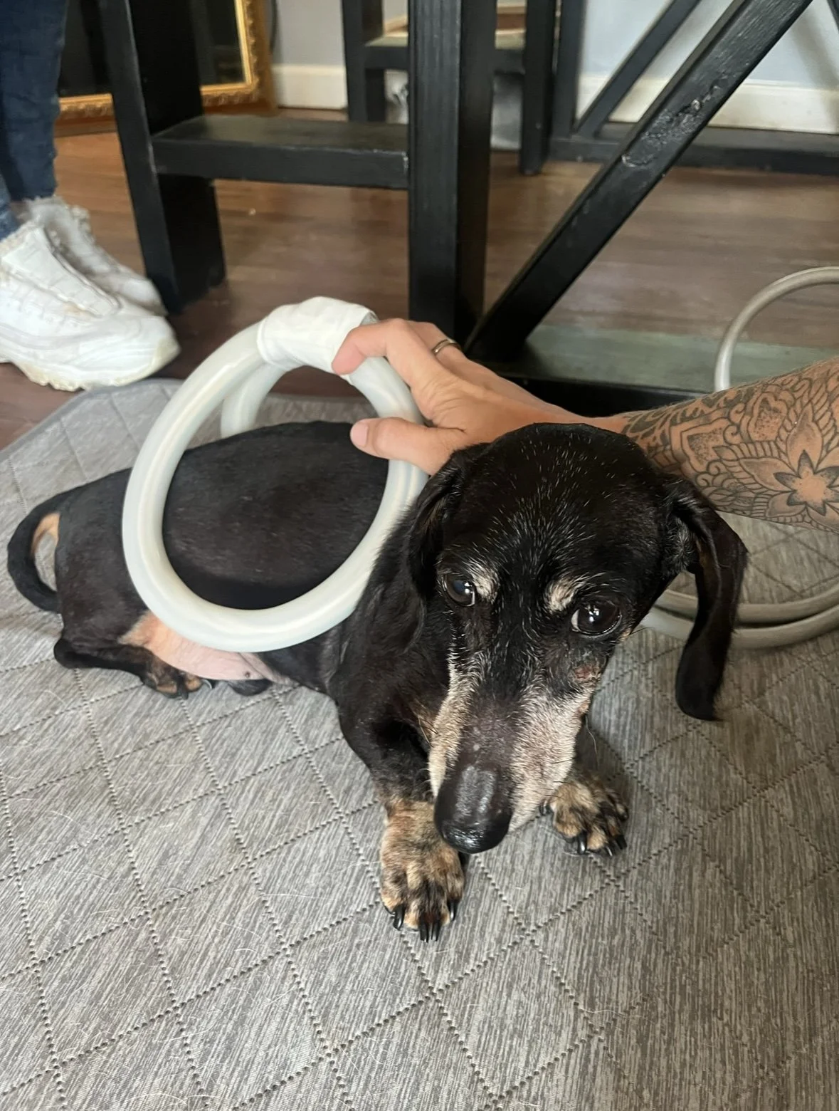 A black dachshund with gray muzzle lying on a textured gray rug, receiving PEMF therapy.