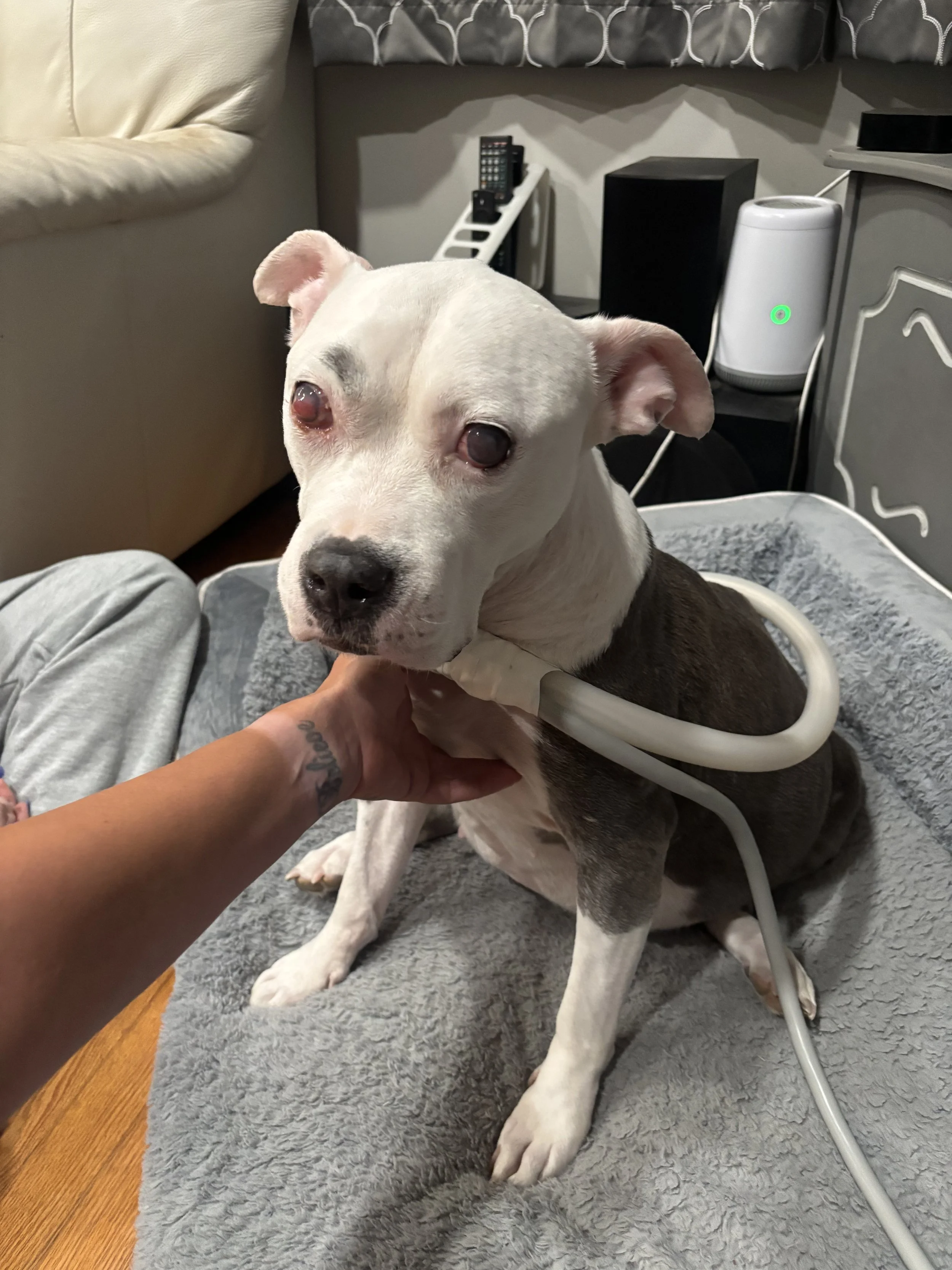 A dog with a white face, brown body, and cloudy eyes sitting on a gray blanket, receiving PEMF therapy, indoors with furniture and electronics in the background.