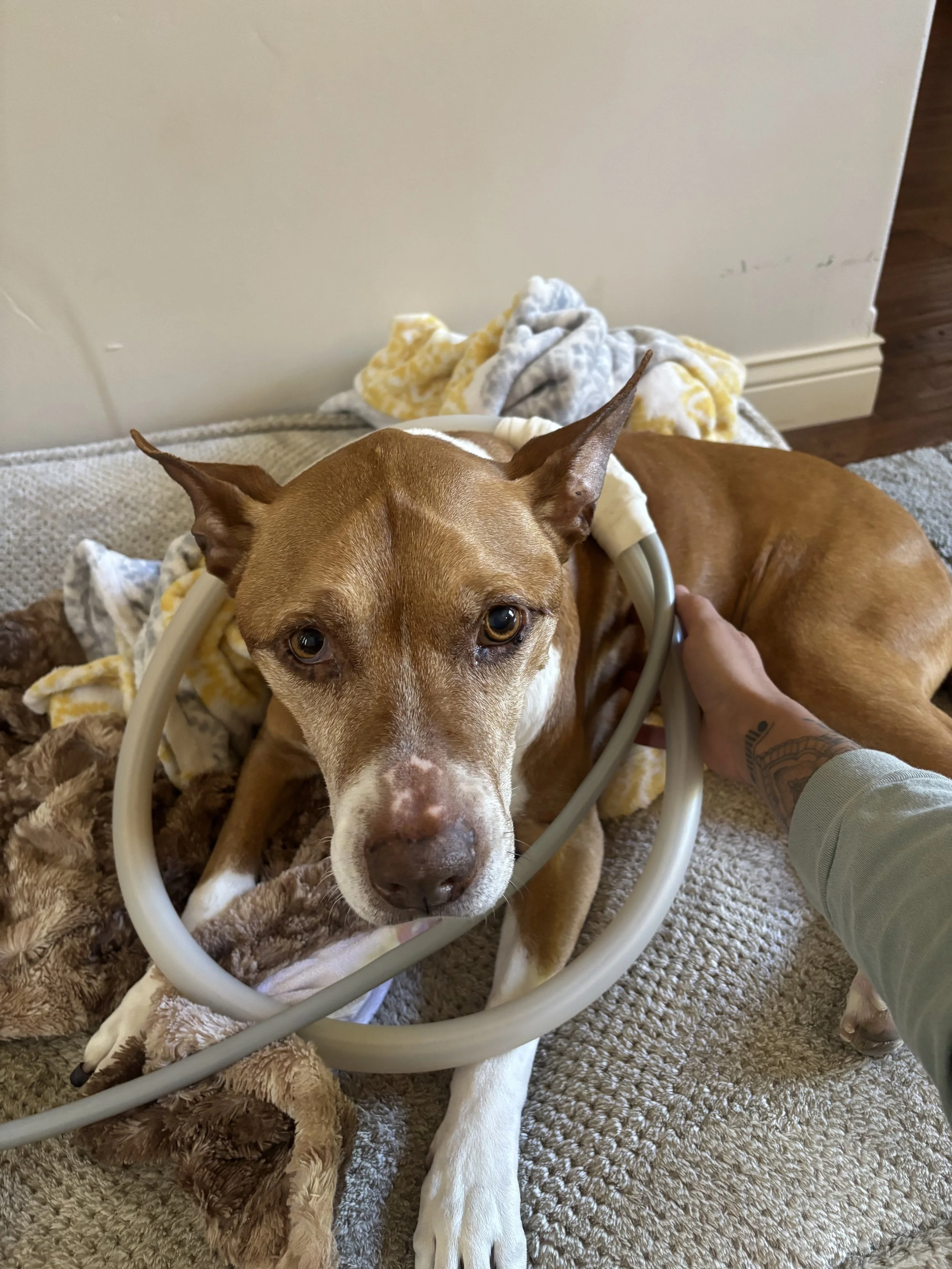 A brown and white dog lying on a textured beige rug with a PEMF loop on its neck, being held gently by a person's hand.