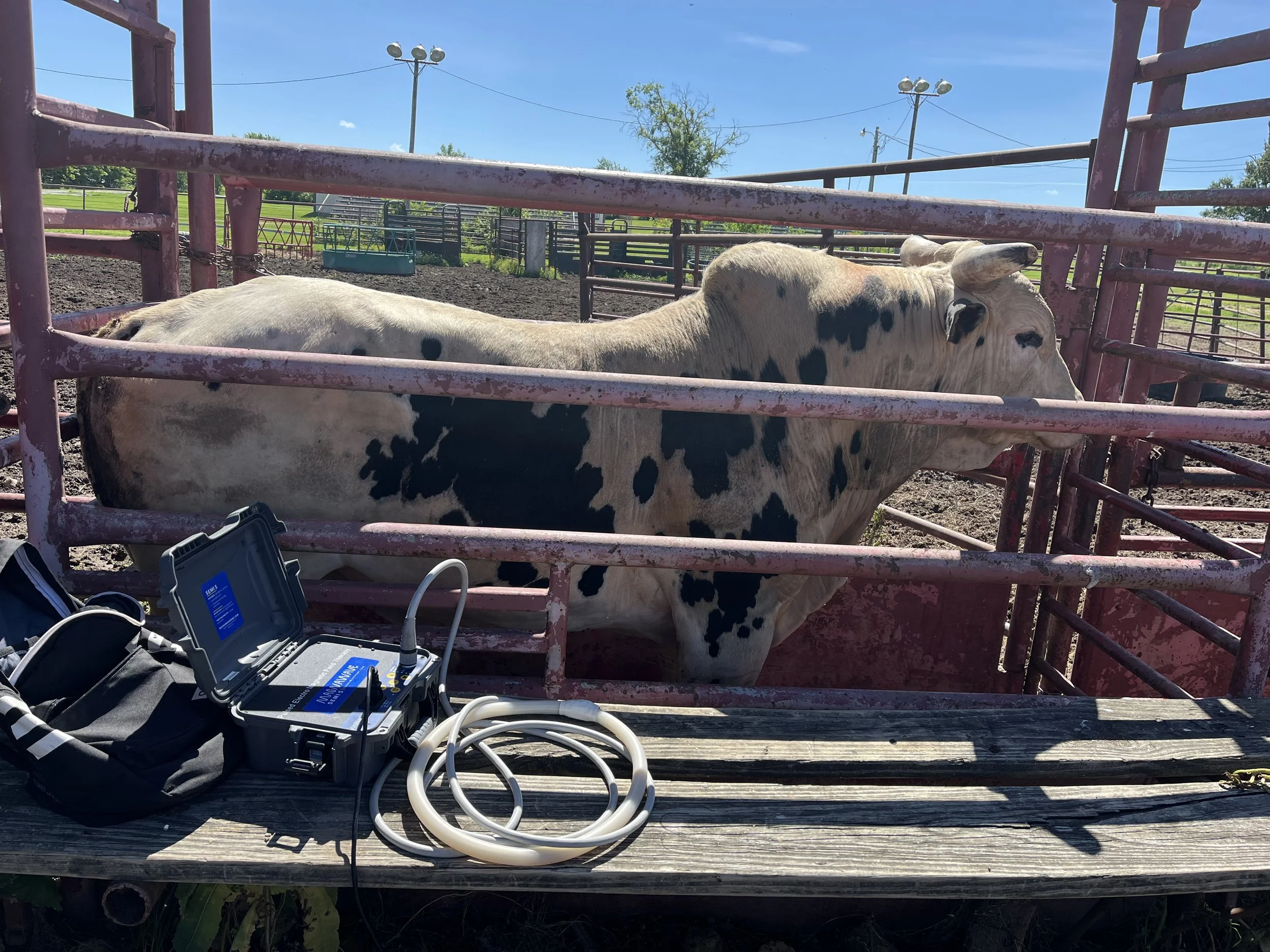 A white and black dairy cow lying in a pen at a farm, with a medical device and tubing on a wooden platform in front of it, under a blue sky with some clouds. It is receiving PEMF treatment.