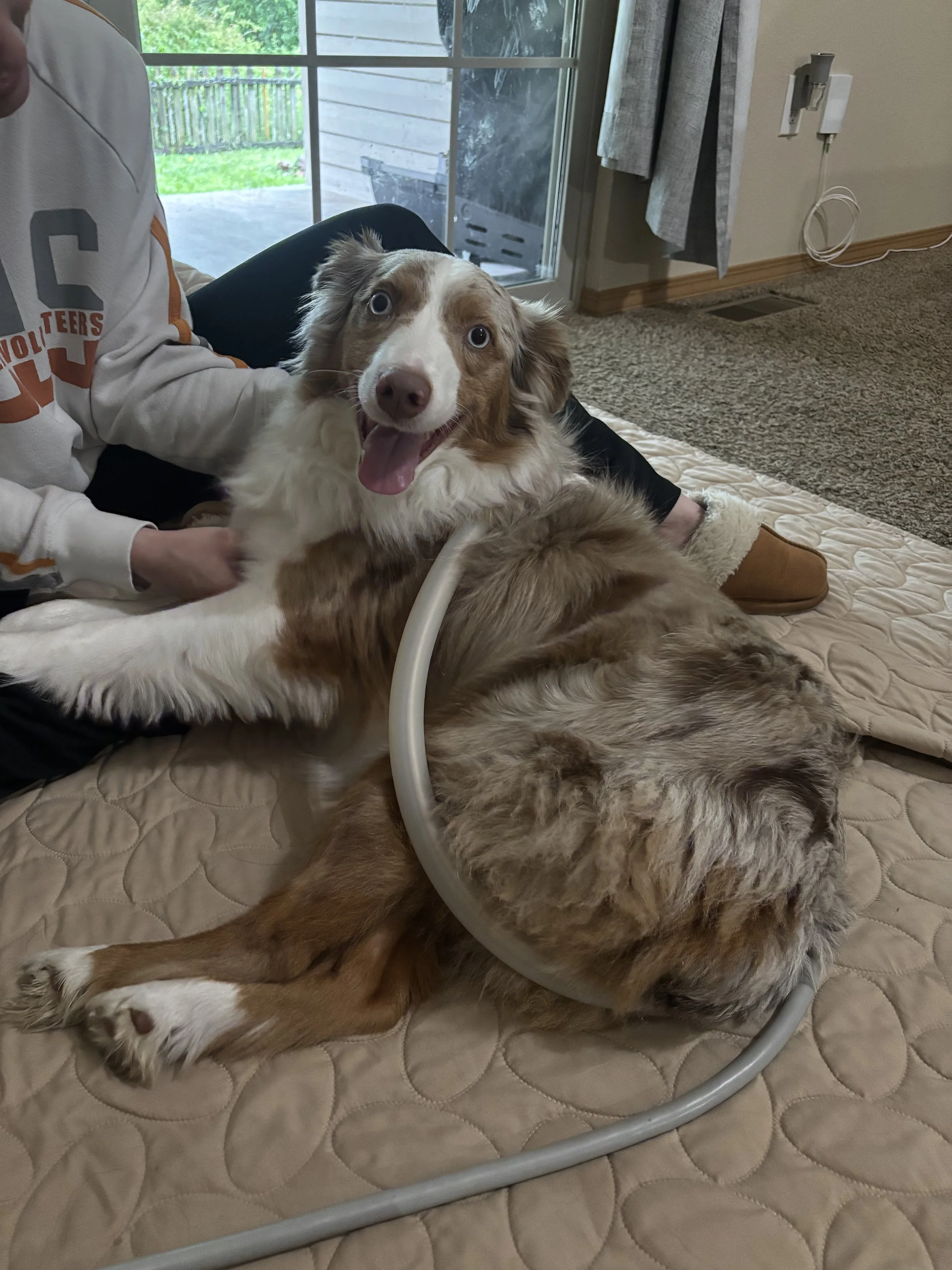 Two dogs, a Border Collie with a happy expression, and an Australian Shepherd with a calming cone, lying on a quilted blanket inside a room with a sliding glass door, outside greenery, and a deck.