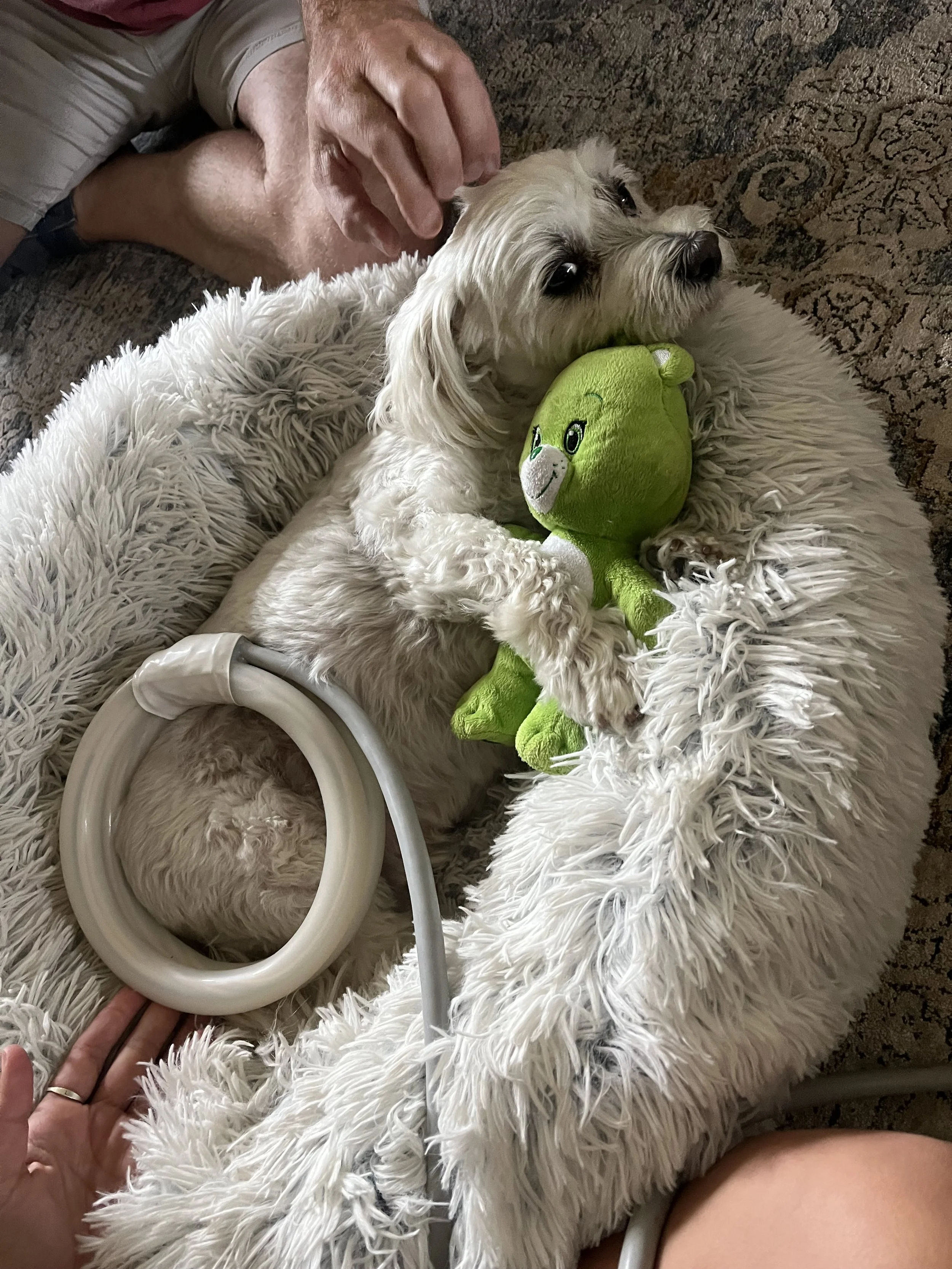 A white, fluffy dog lying on a soft, fluffy white blanket, holding a green plush toy, with a person’s hand resting nearby, and another person's hand visible at the bottom of the image. The dog is receiving PEMF treatment.