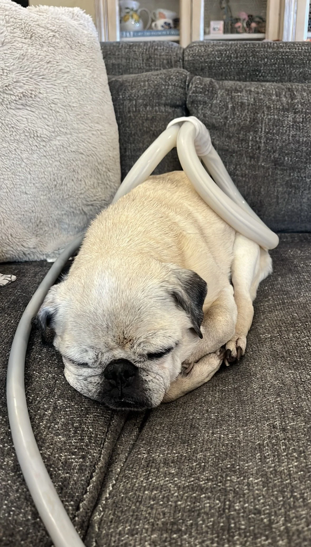 A sleeping pug lying on a dark gray couch, receiving PEMF therapy, near a cream-colored pillow and over a dark cushion.