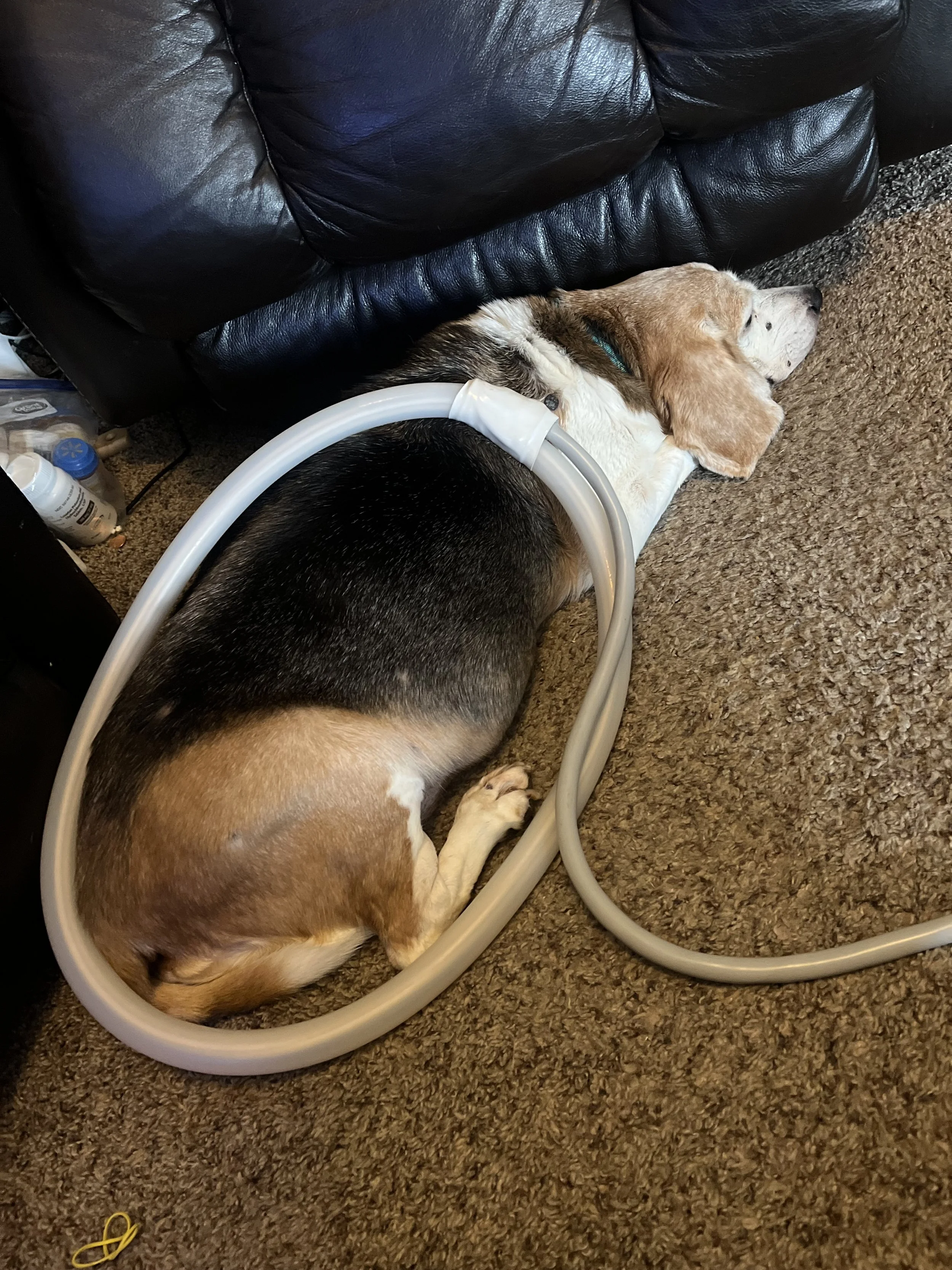 A beagle dog is lying on a brown carpet getting PEMF treatment, resting on the floor next to a black leather couch.
