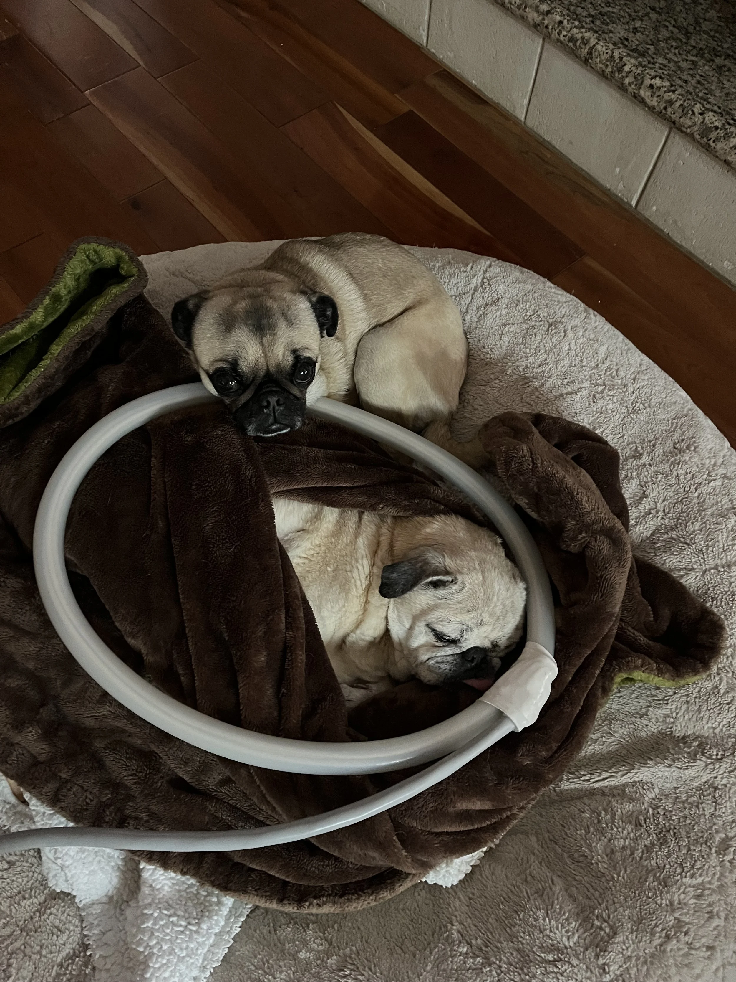 Two small pug dogs resting on a cozy brown blanket on a soft, textured beige bed, with one dog receiving PEMF therapy.