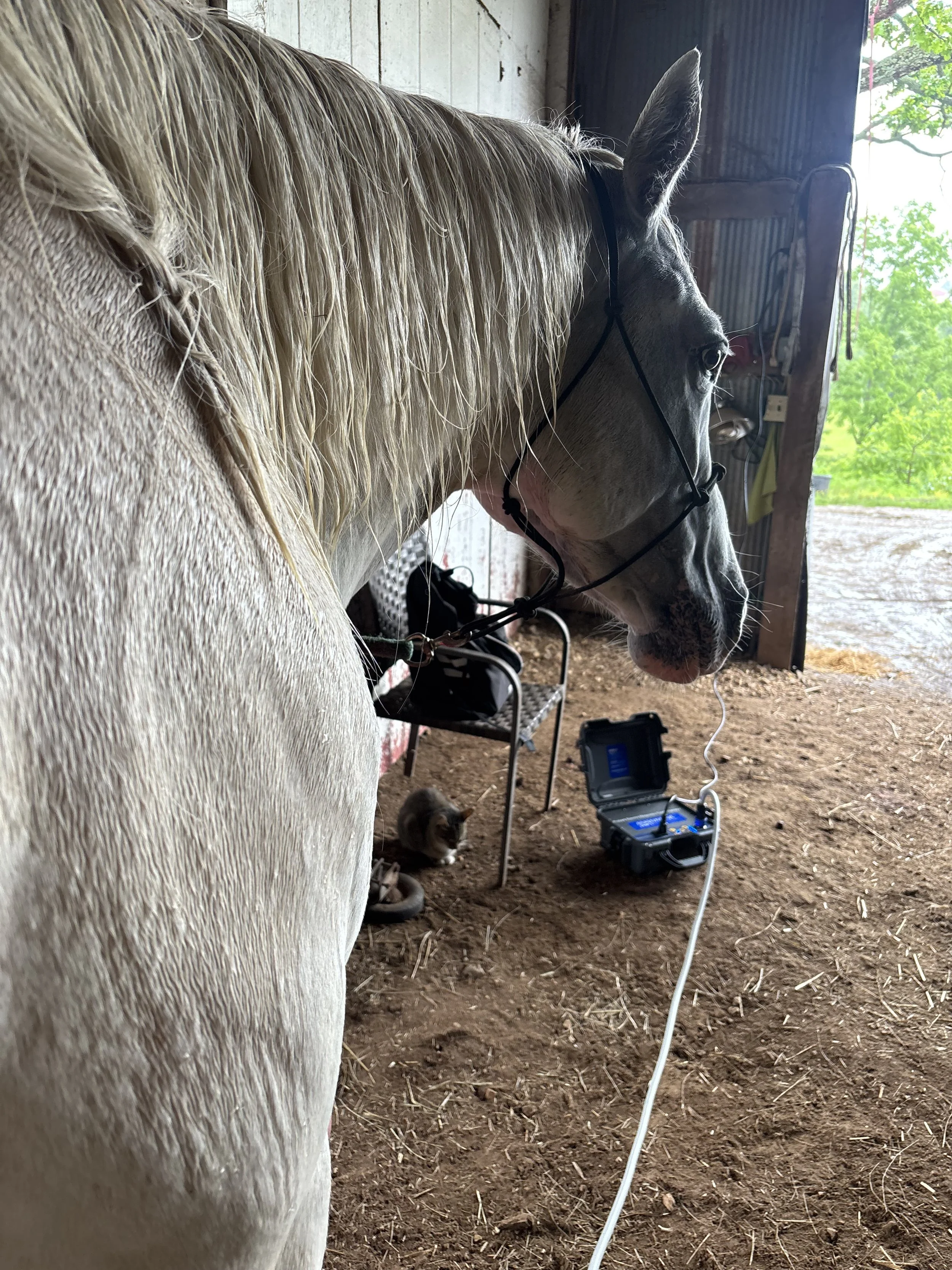 A white horse with a flowing mane stands inside a barn, with a cat sitting on the ground nearby. The horse is receiving PEMF therapy.