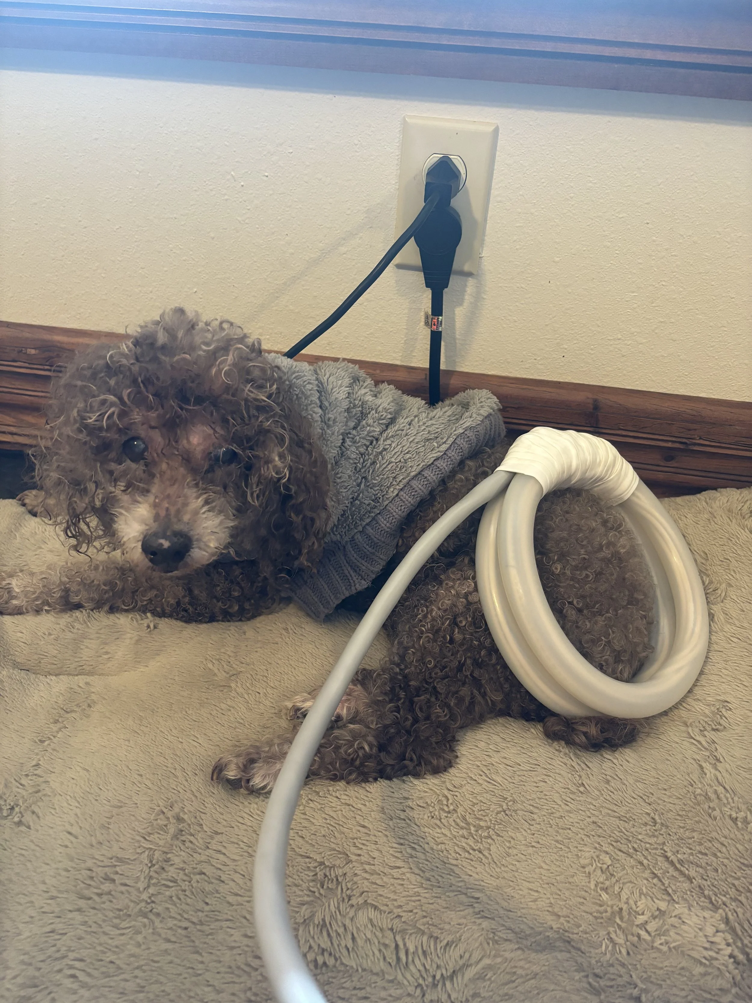 A curly-haired dog wearing a gray sweater lying on a beige blanket with a PEMF device on its back, connected to a power outlet on the wall.