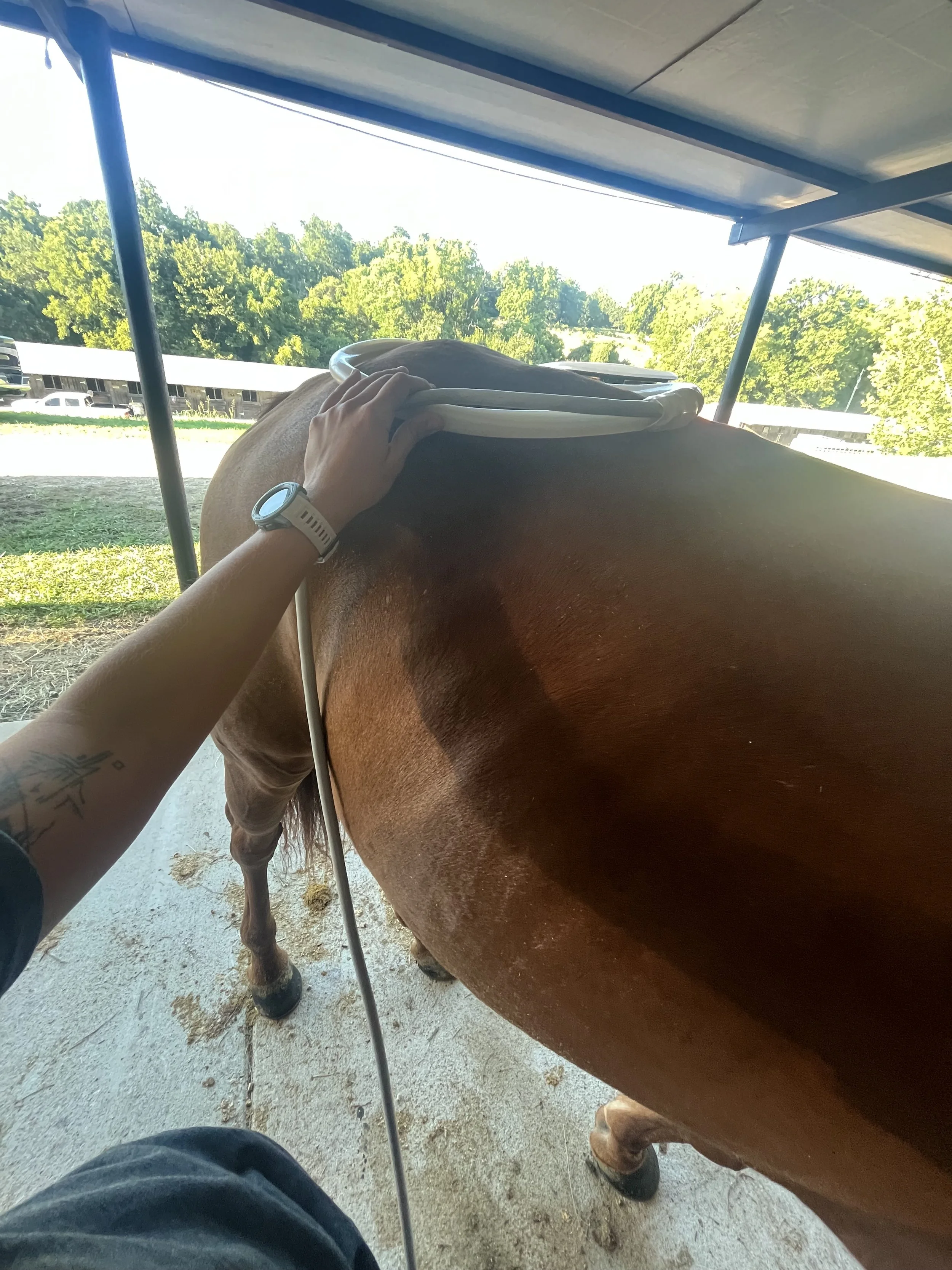 Person with a tattoo on arm and wearing a watch is using a PEMF machine on a brown horse's back under a shelter with trees and a building in the background.