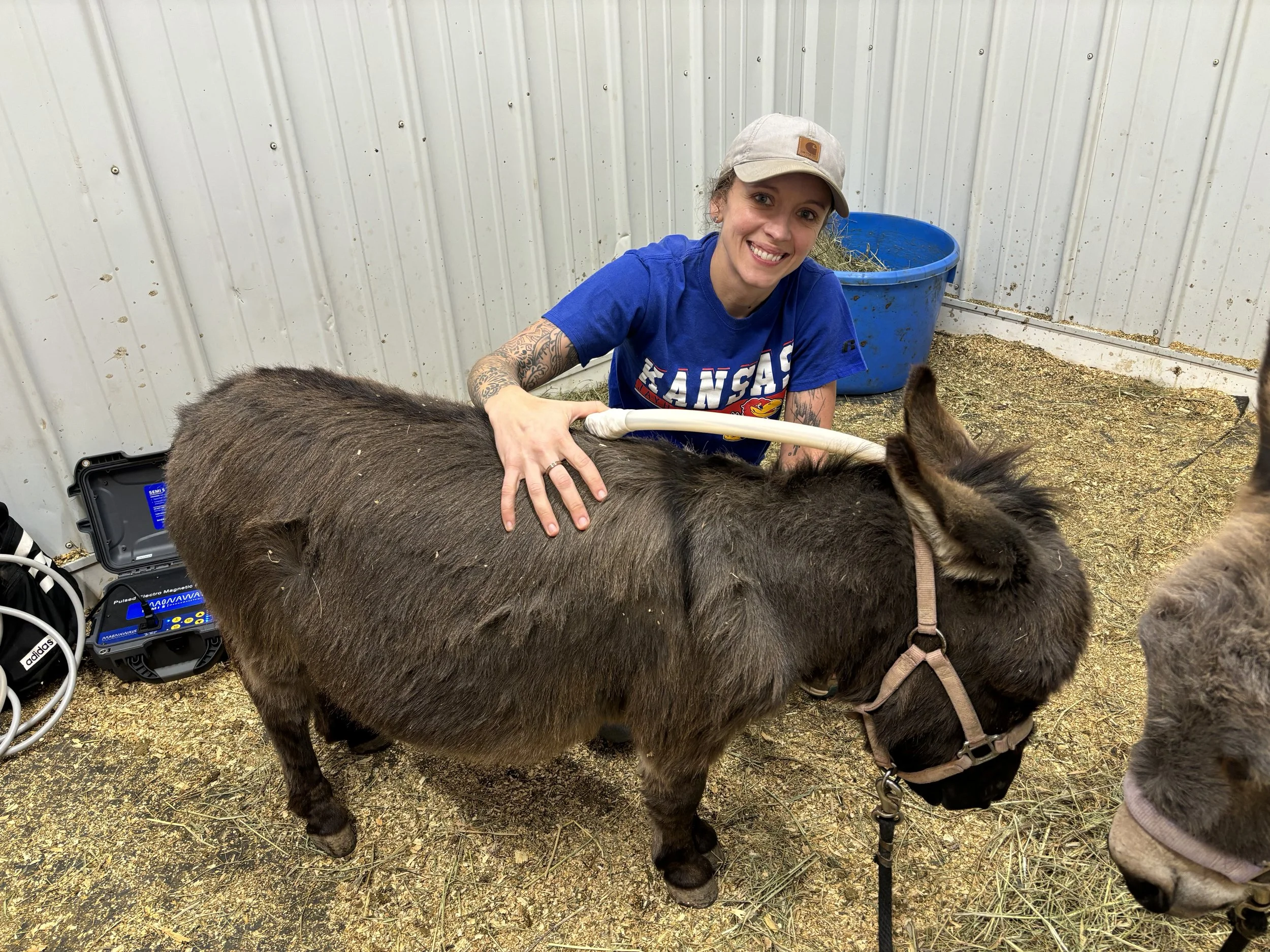 A woman with tattoos, wearing a Kansas Jayhawks shirt and a baseball cap, is smiling and petting a small brown donkey inside a barn with metal siding.