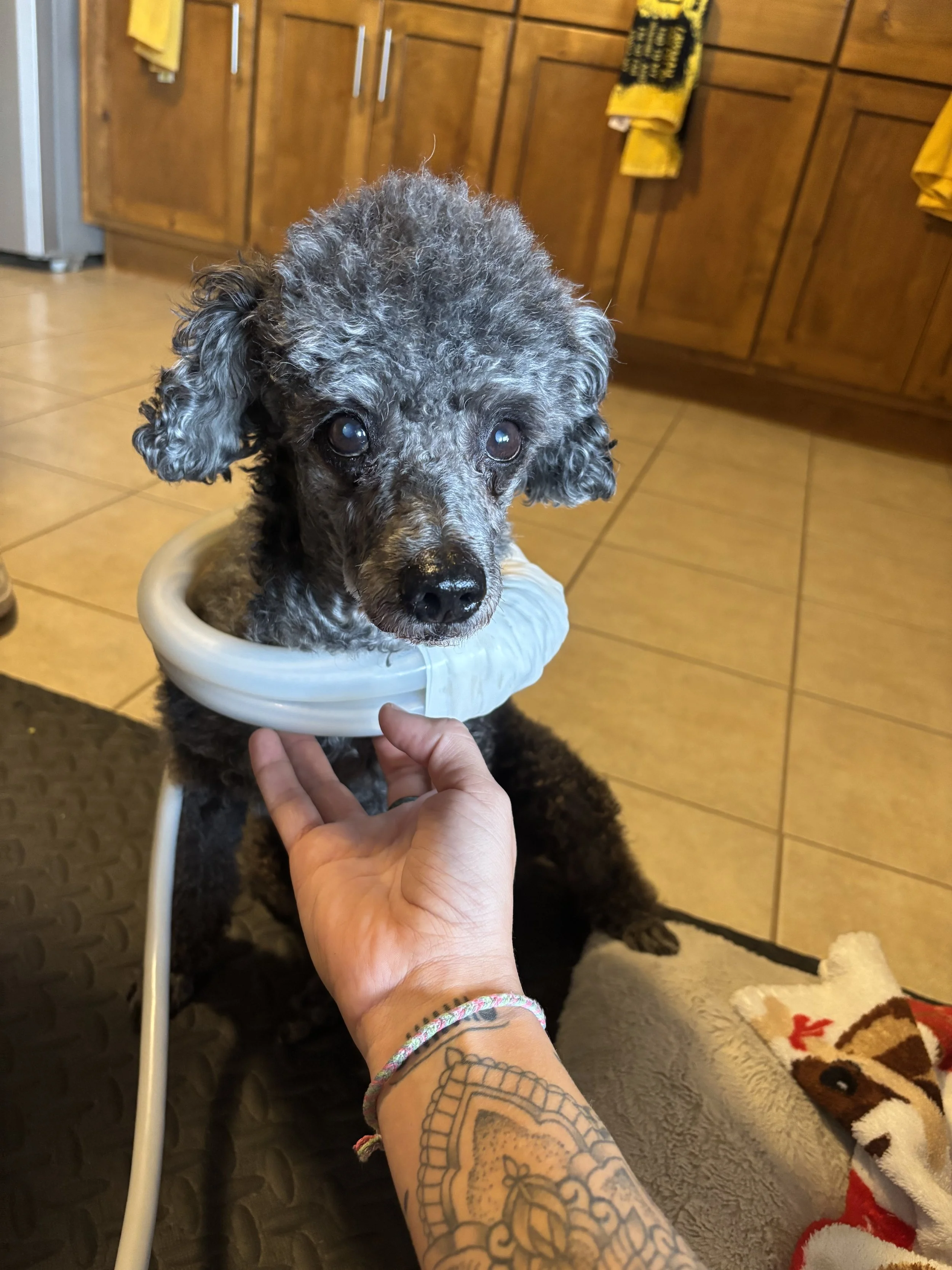 A small curly-haired dog with a gray and black coat, receiving PEMF therapy.