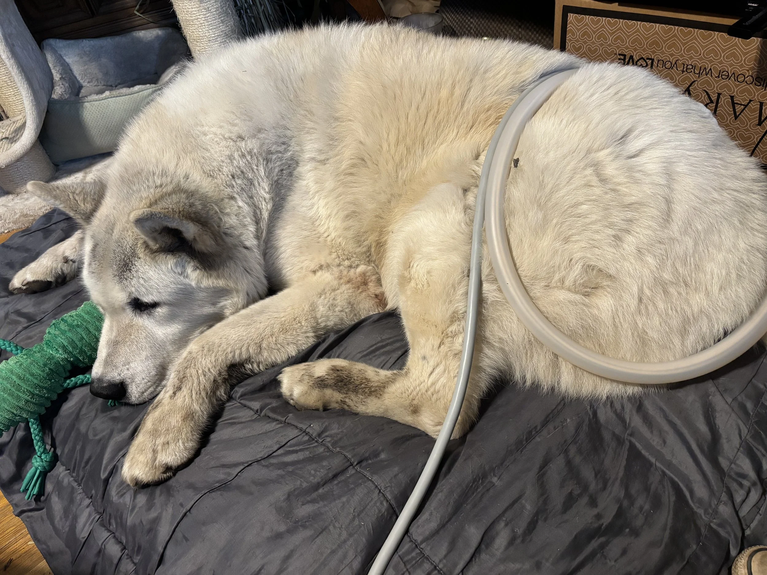 White elderly dog receiving PEMF treatment.