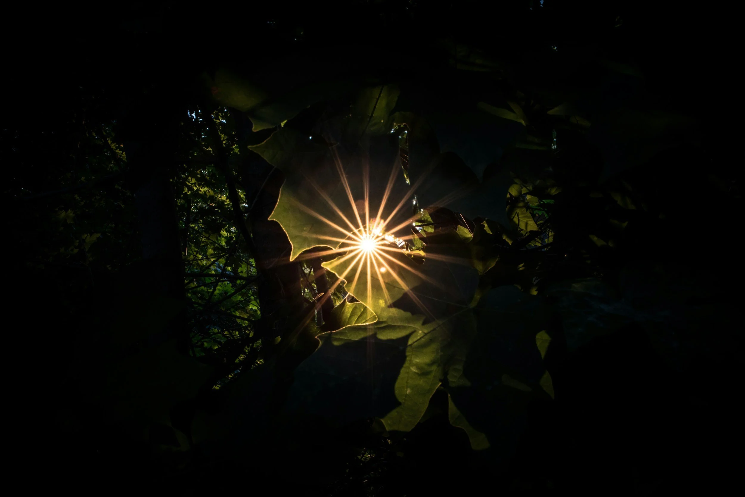 A sunburst of light breaking through lush foliage, representing emergence, clarity and the light that becomes possible through the unlearning journey