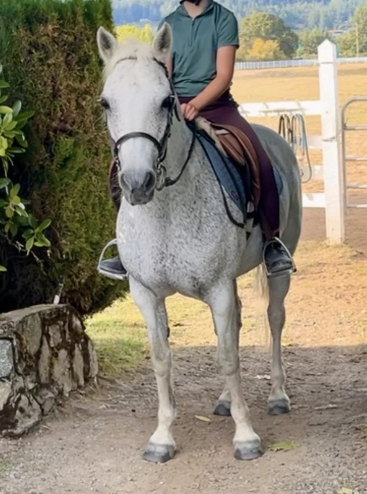 Person riding a white horse outdoors, with trees and a white fence in the background.
