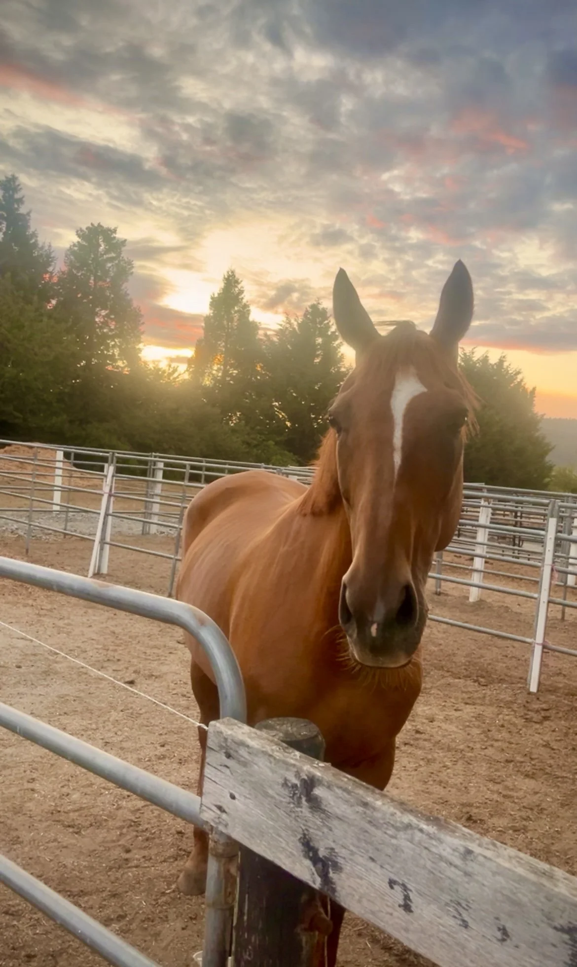 A brown horse with a white stripe on its face standing inside a fenced outdoor area at sunset, with trees and a colorful sky in the background.