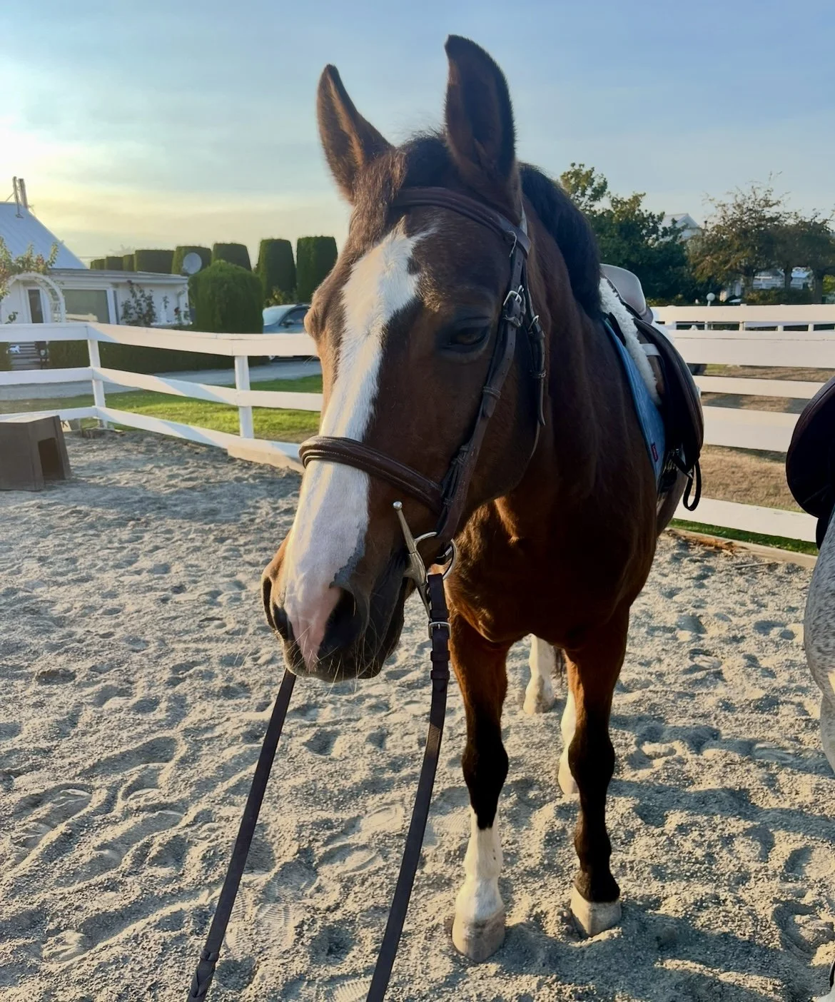 A brown and white horse standing on sandy ground in a paddock, wearing a bridle and saddle, with trees and a white fence in the background, during sunset.