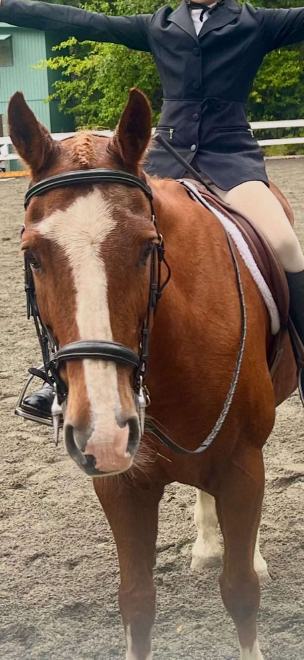 A person riding a chestnut horse with a white blaze on its face in an outdoor riding arena. The rider is wearing beige riding pants and a black riding jacket, with arms extended outward.