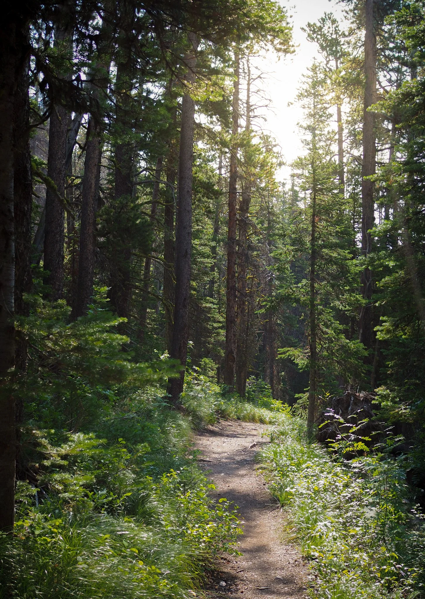 A hiking trail winds through a dense Montana forest of tall pine trees with green foliage and sunlight streaming through the treetops.