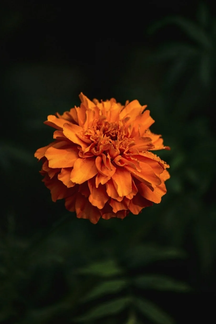 Private Spiritual/Intuitive Coaching Services