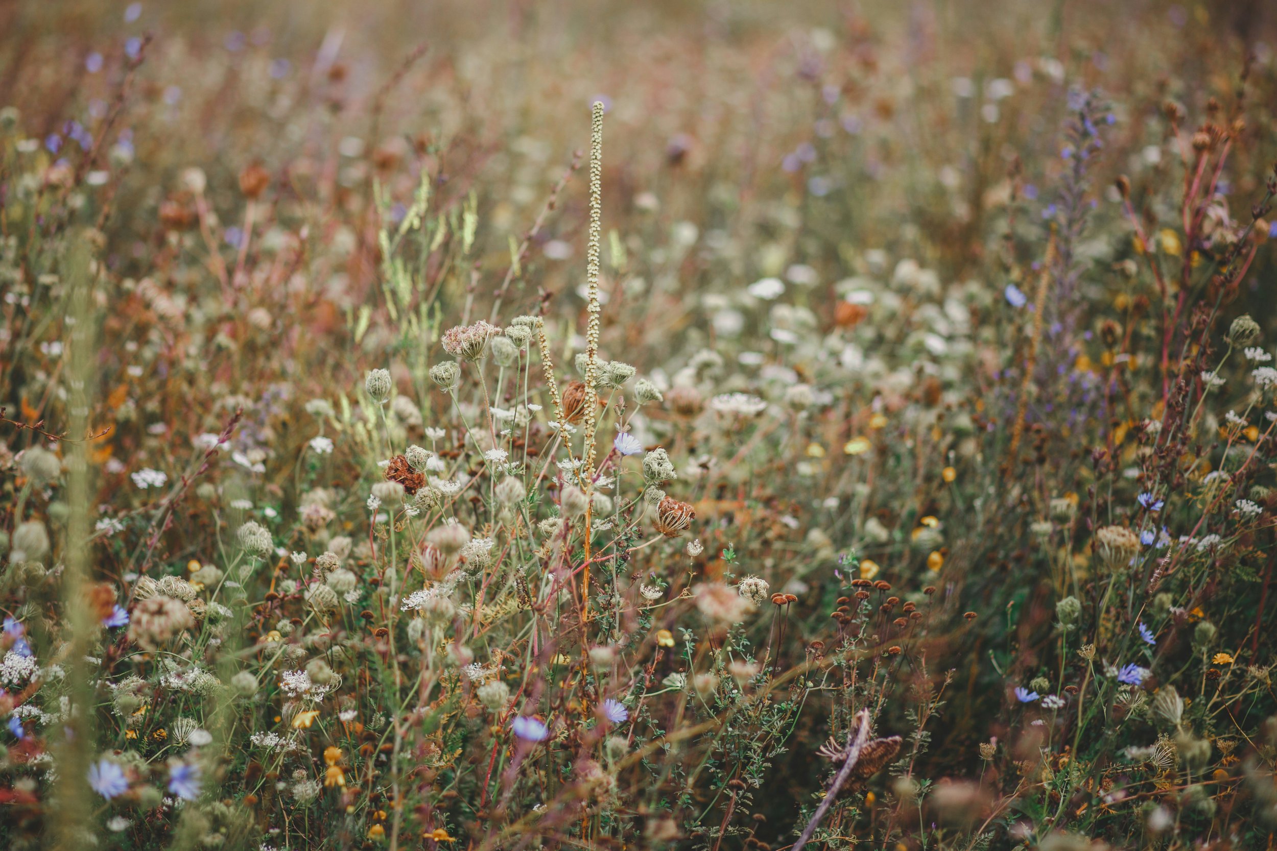 A field of wildflowers with various small flowers in different colors including white, purple, and yellow, with some tall grasses and plants, in a natural setting under soft sunlight.