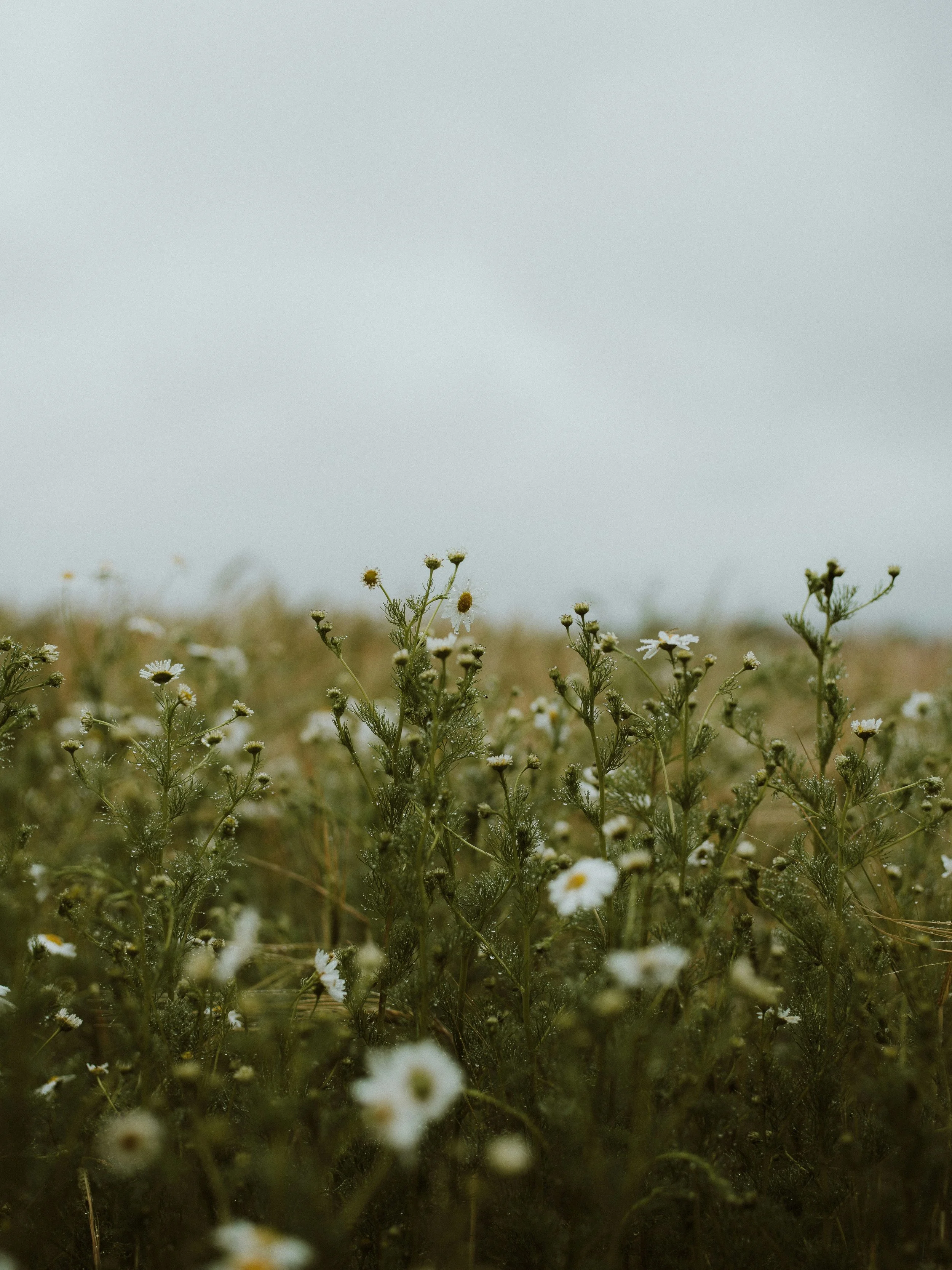 Wildflowers growing in a field under an overcast sky.