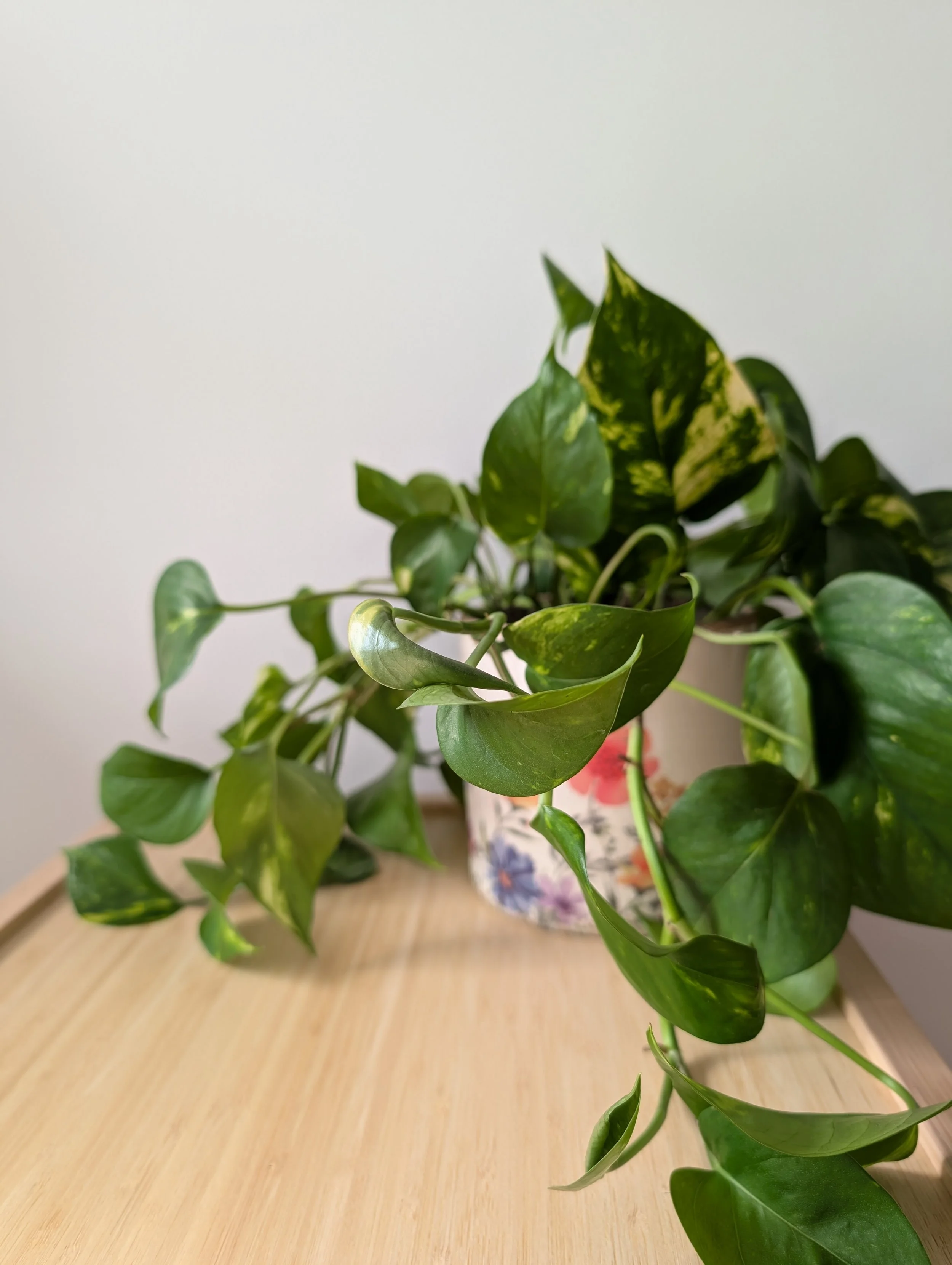 Indoor houseplant in a decorative pot on a wooden surface with a plain white wall background.