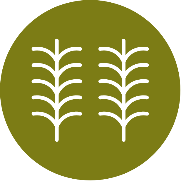 Icon of two stylized white wheat stalks on an olive green circular background.