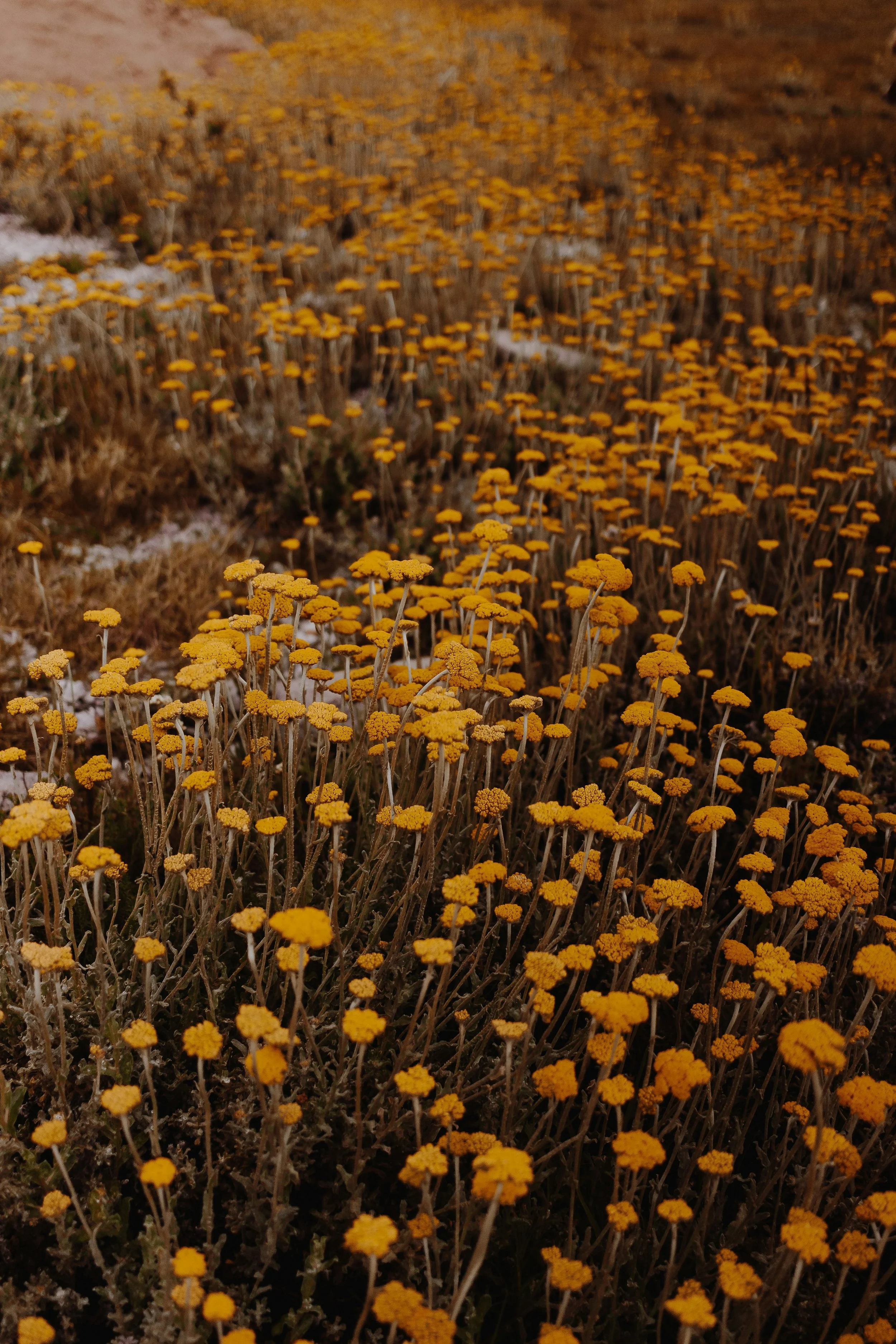 Close-up of yellow wildflowers growing in a field, with some patches of snow.